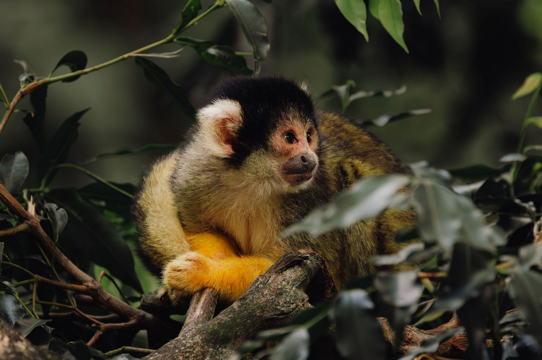 Captured by wildlife photographer Keeleigh Shephard Close-up profile of a monkey Taronga zoo