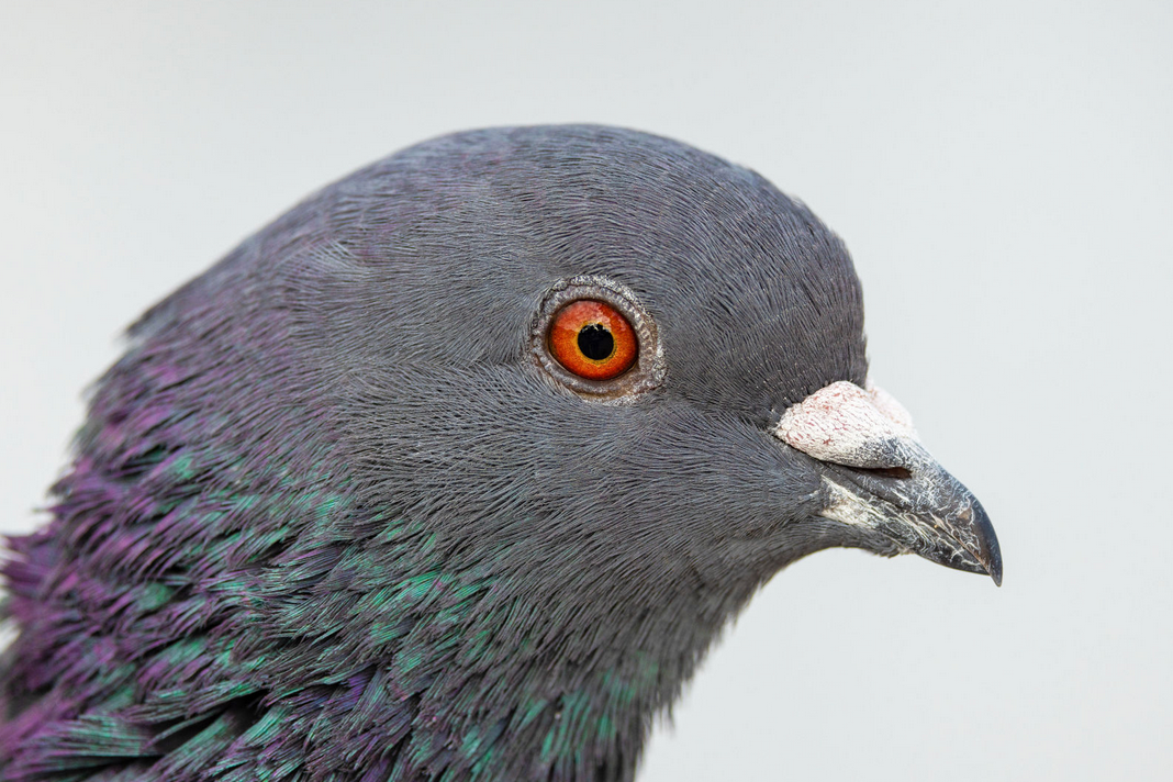 Captured by wildlife photographer Keeleigh Shephard Close-up detail of a pigeon's head showing iridescent purple and gray feathers.