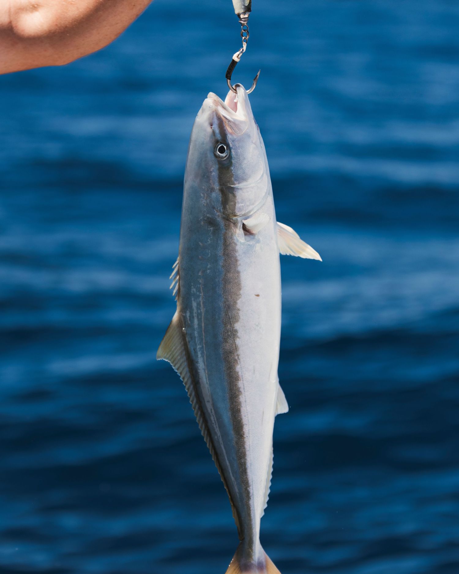 Fresh-caught small fish hanging from a hook with blue ocean water in the background.