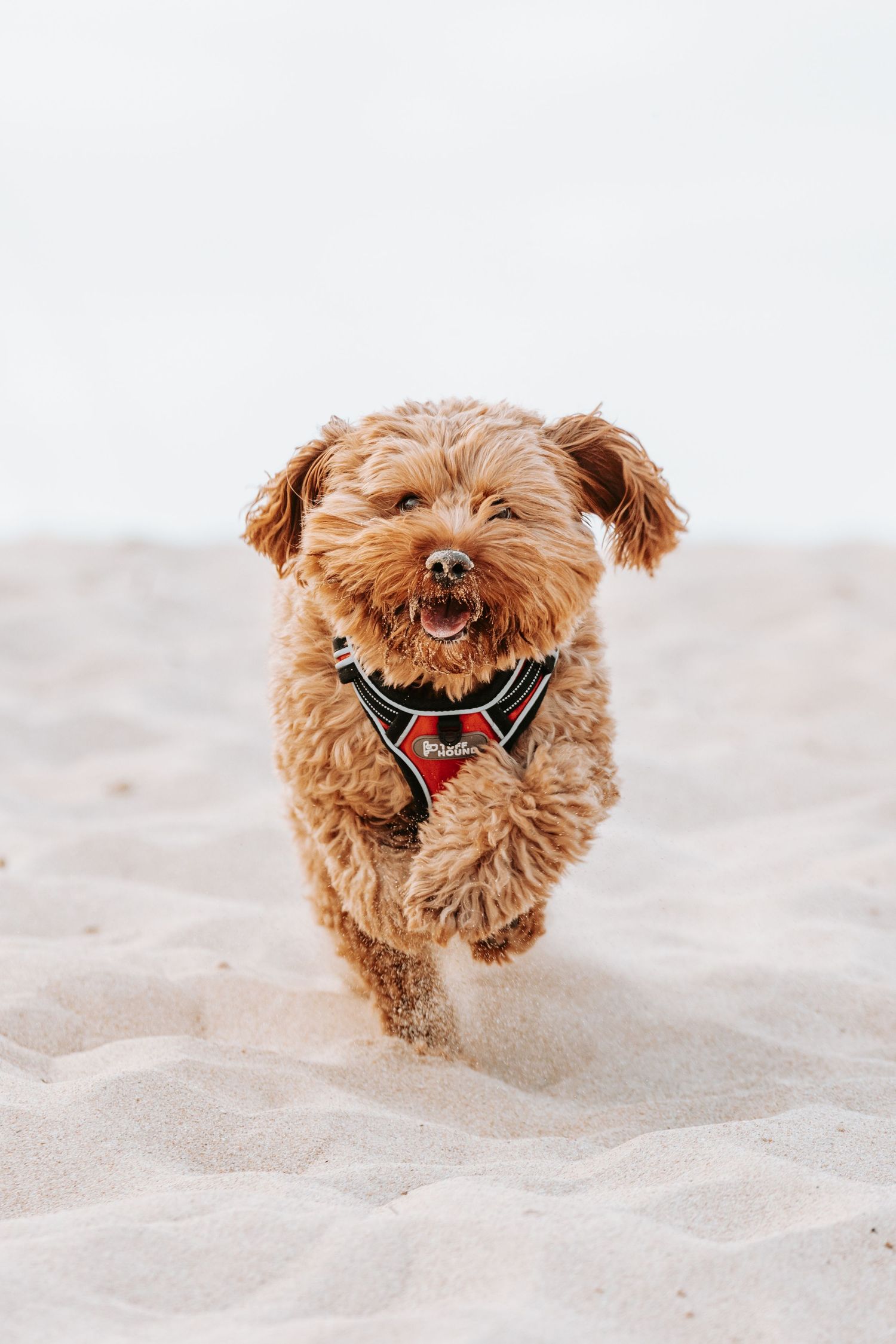 A fluffy golden Cavapoo dog running happily on a sandy beach wearing a red harness. Sutherland Shire videographer