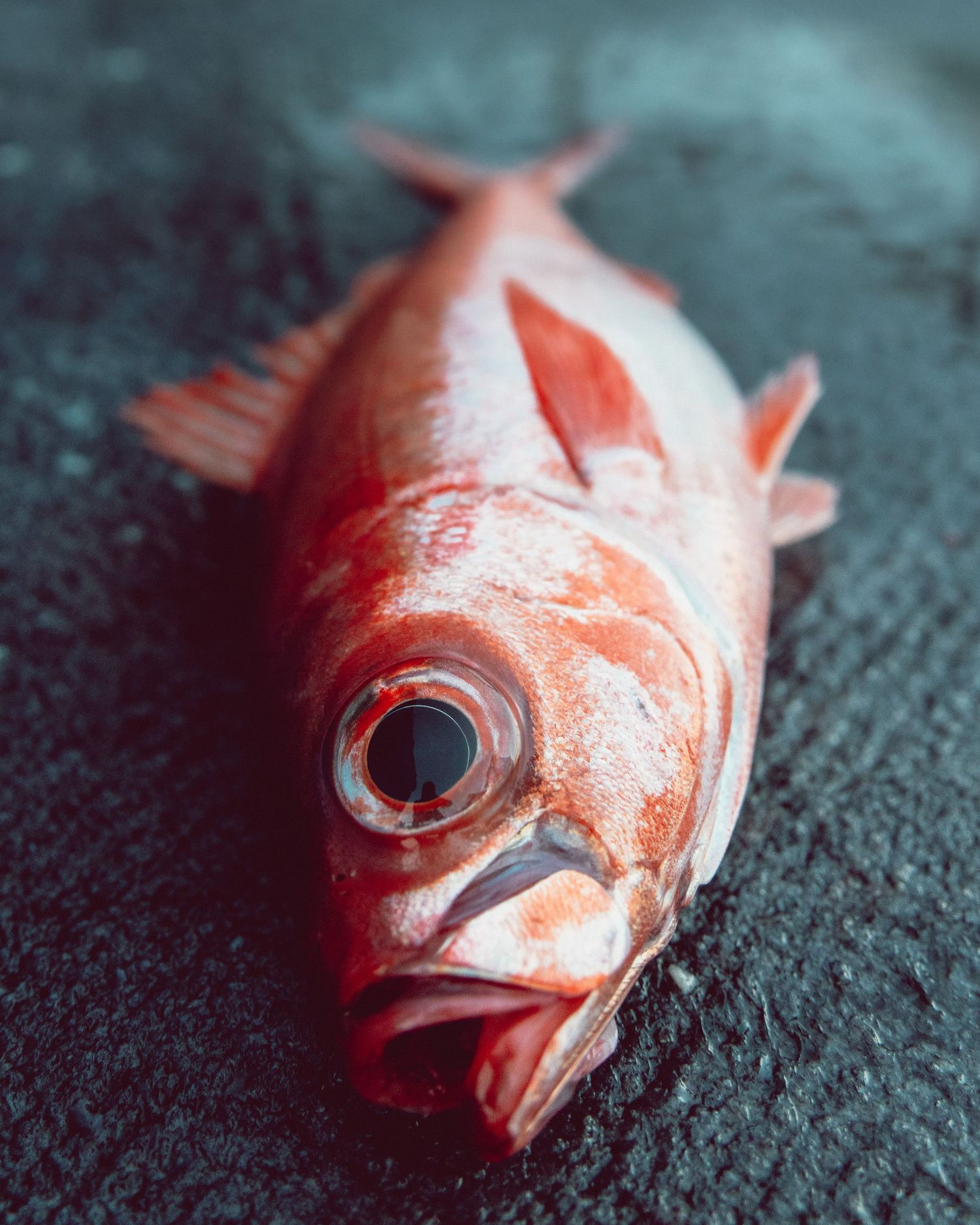 A fresh red snapper fish with large black eye lying on dark wet stone surface.