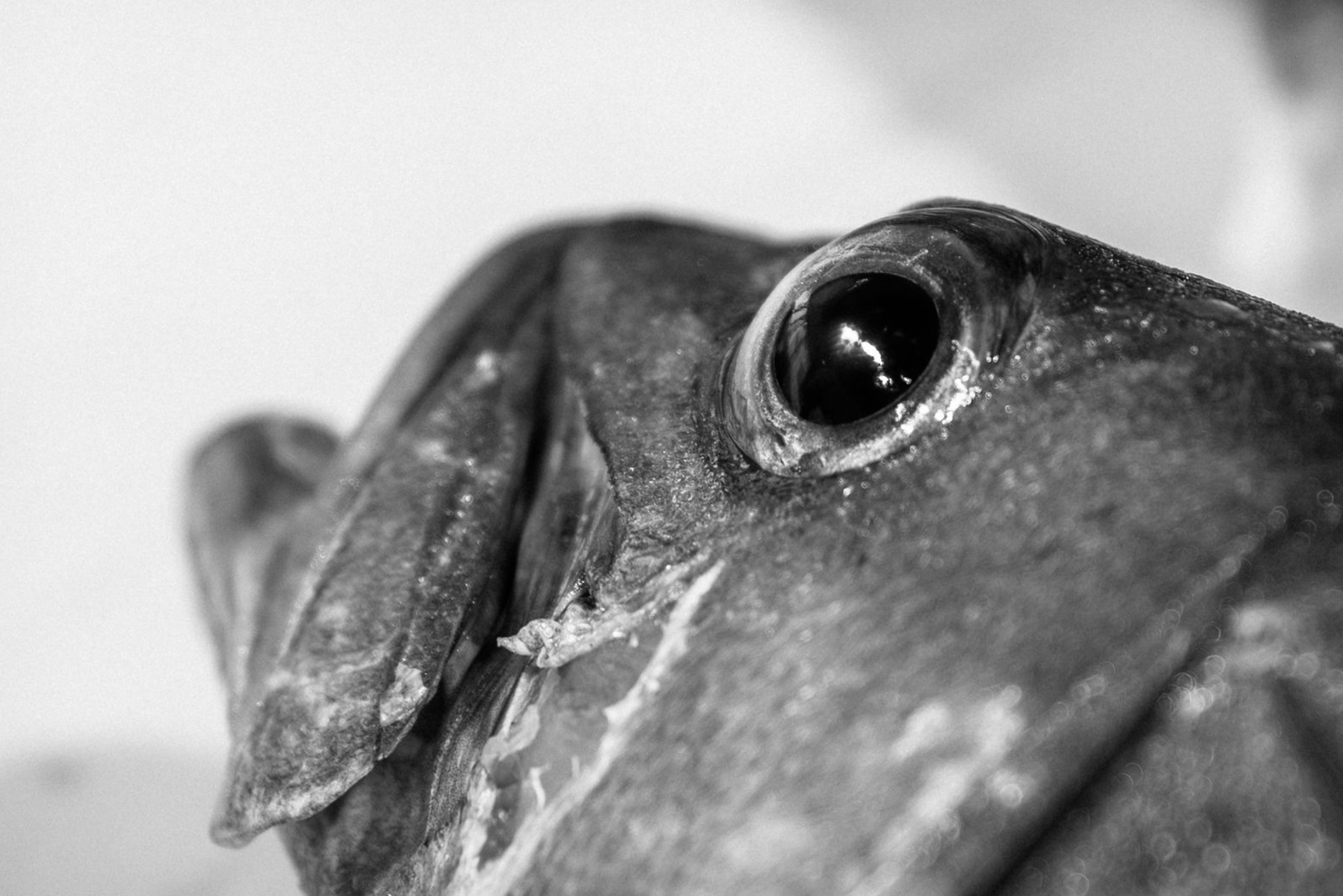 Food and product photography and videography Multiple fish heads arranged in a row showing their silvery scales and eyes in monochrome.