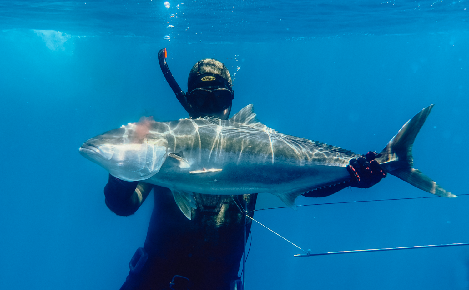 Professional underwater and ocean photography and videography  Diving in crystal clear blue ocean waters. Kingfish caught in Sydney Cronulla