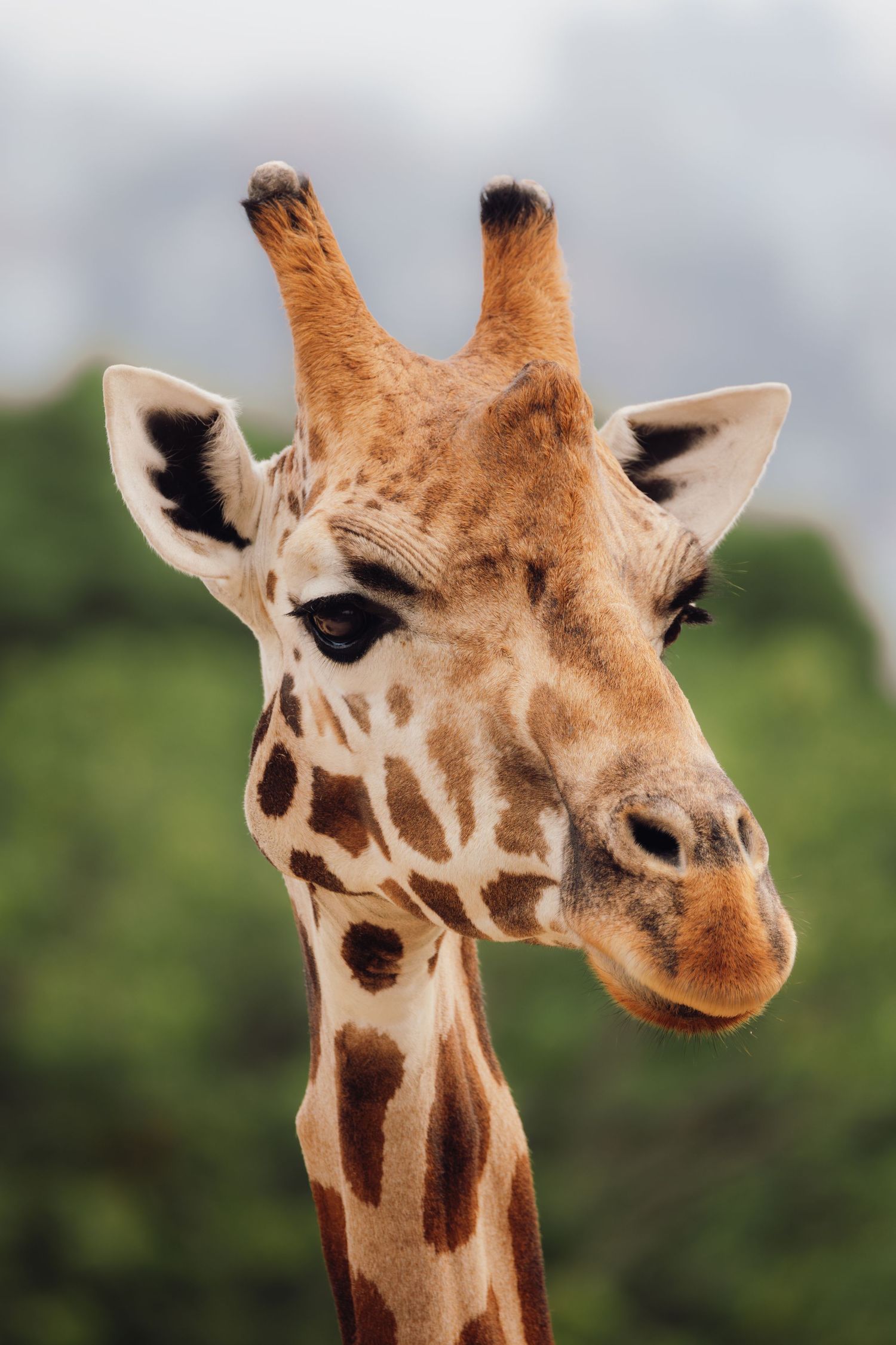 Wollongong wildlife photography Close-up portrait shots of a giraffe's head showing its distinctive spotted pattern and long neck.