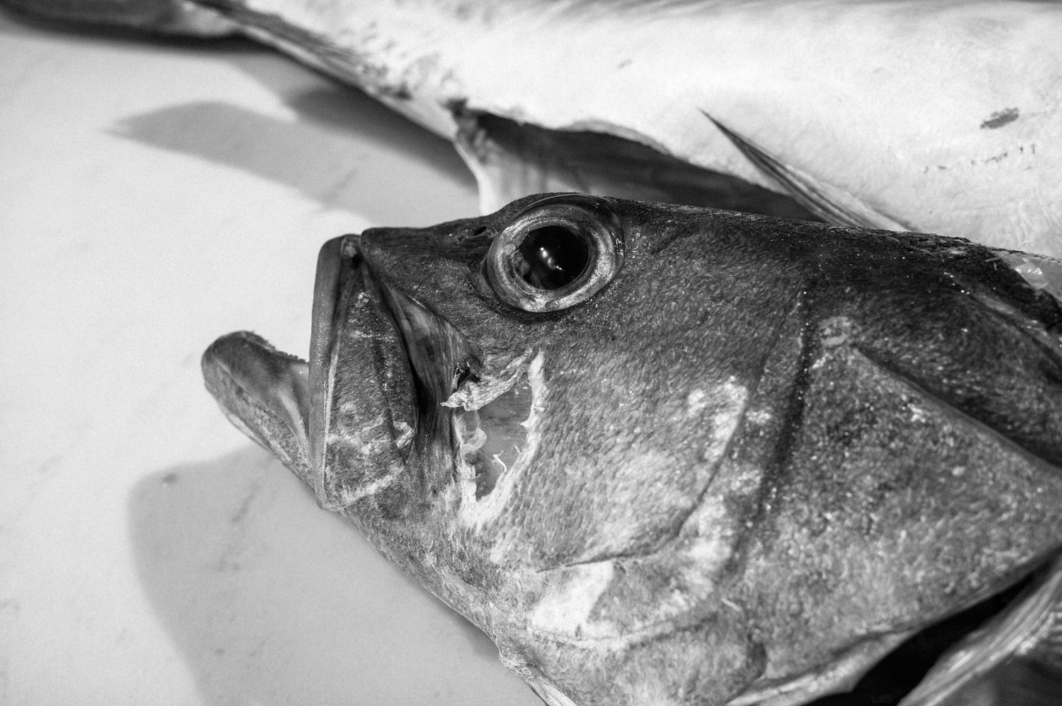 Food and product photography and videography Detailed black and white photographs of fish heads displaying scales and facial features.