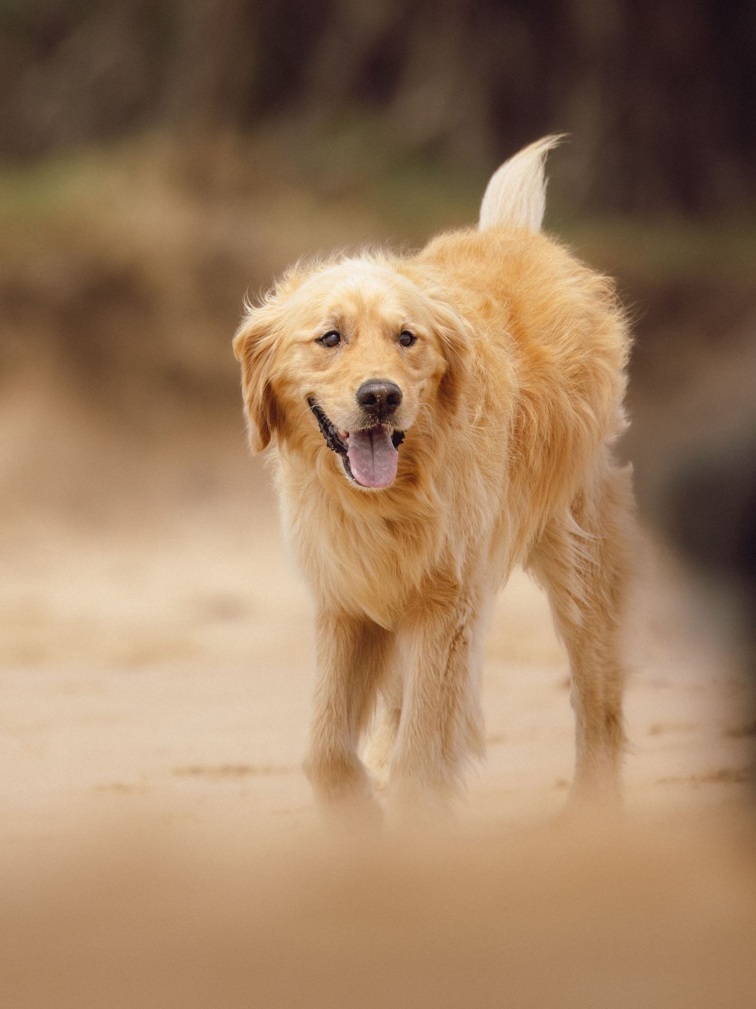 A happy golden retriever with tongue out walks on a sandy beach, tail raised, with a blurred natural background. Sutherland Shire video