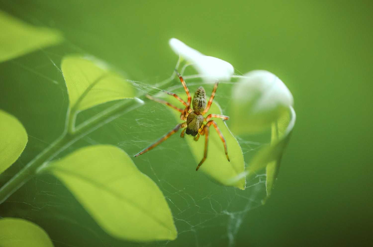 Nature spider photography close up macro Tiny yellow spider perched on a green leaf in macro photography.