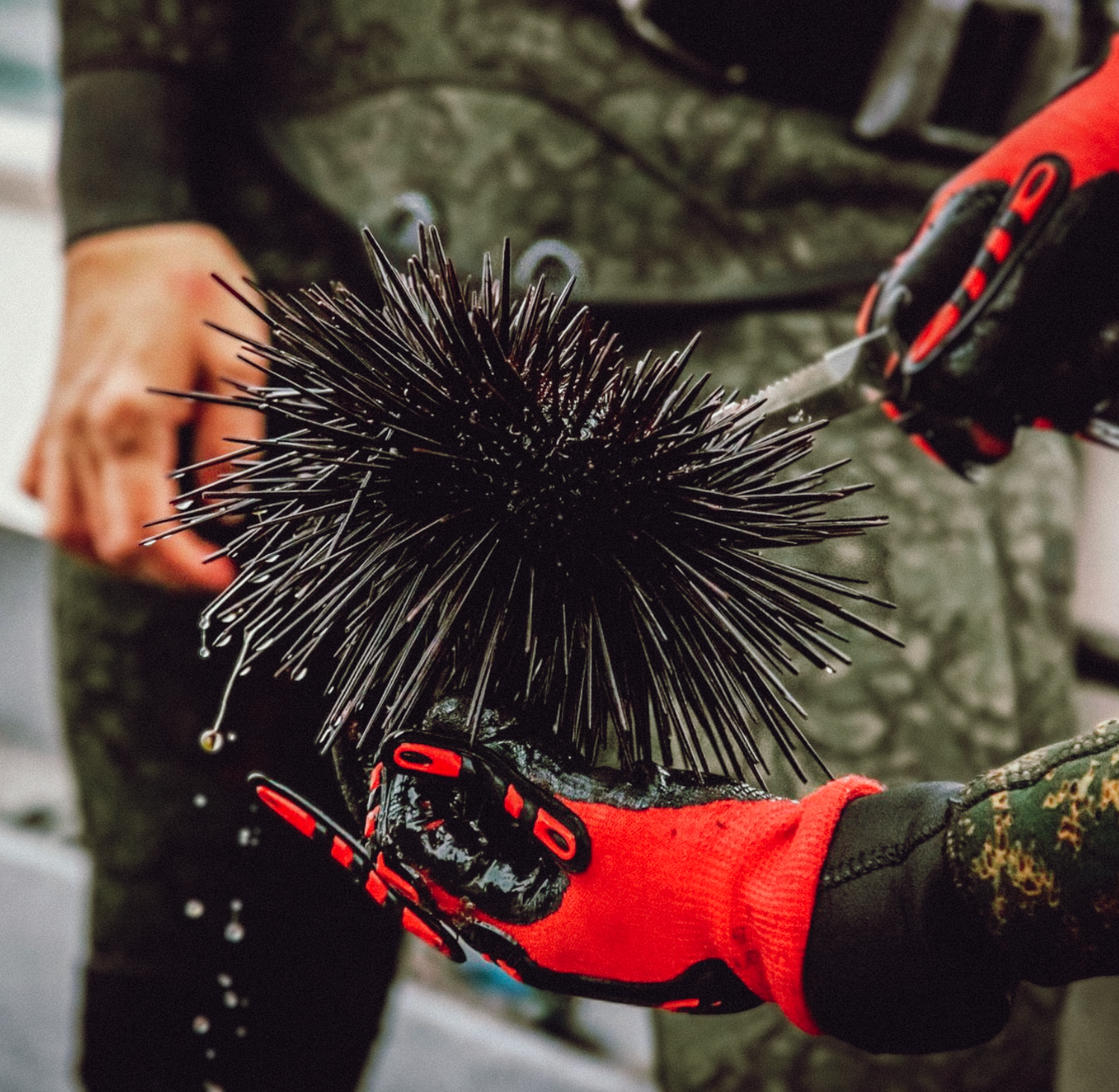 Professional underwater and ocean photography and videography Close-up of black sea urchins being handled with red gloves.