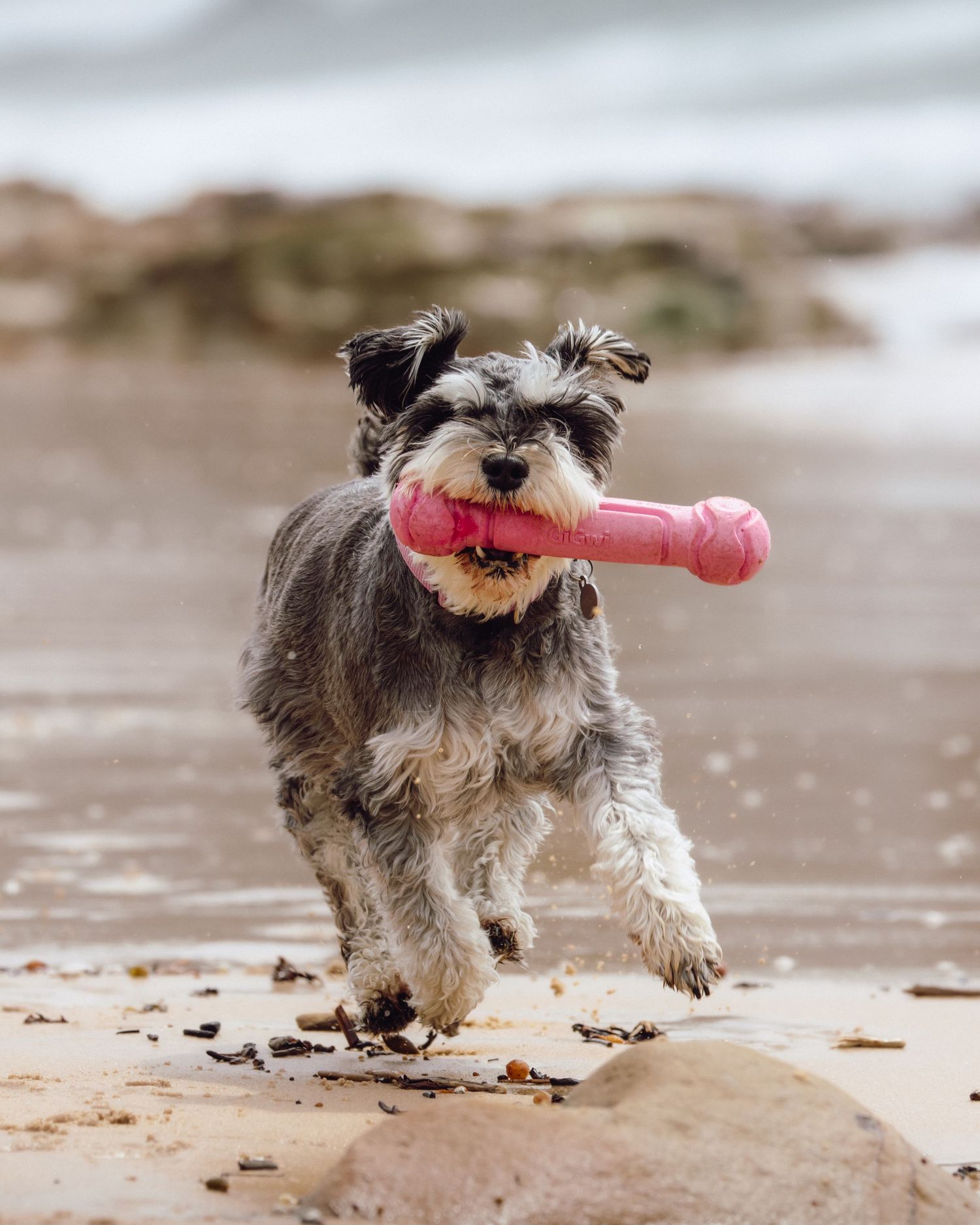 A playful Schnauzer dog runs on a sandy beach carrying a pink toy bone in its mouth. Sutherland Shire videographer