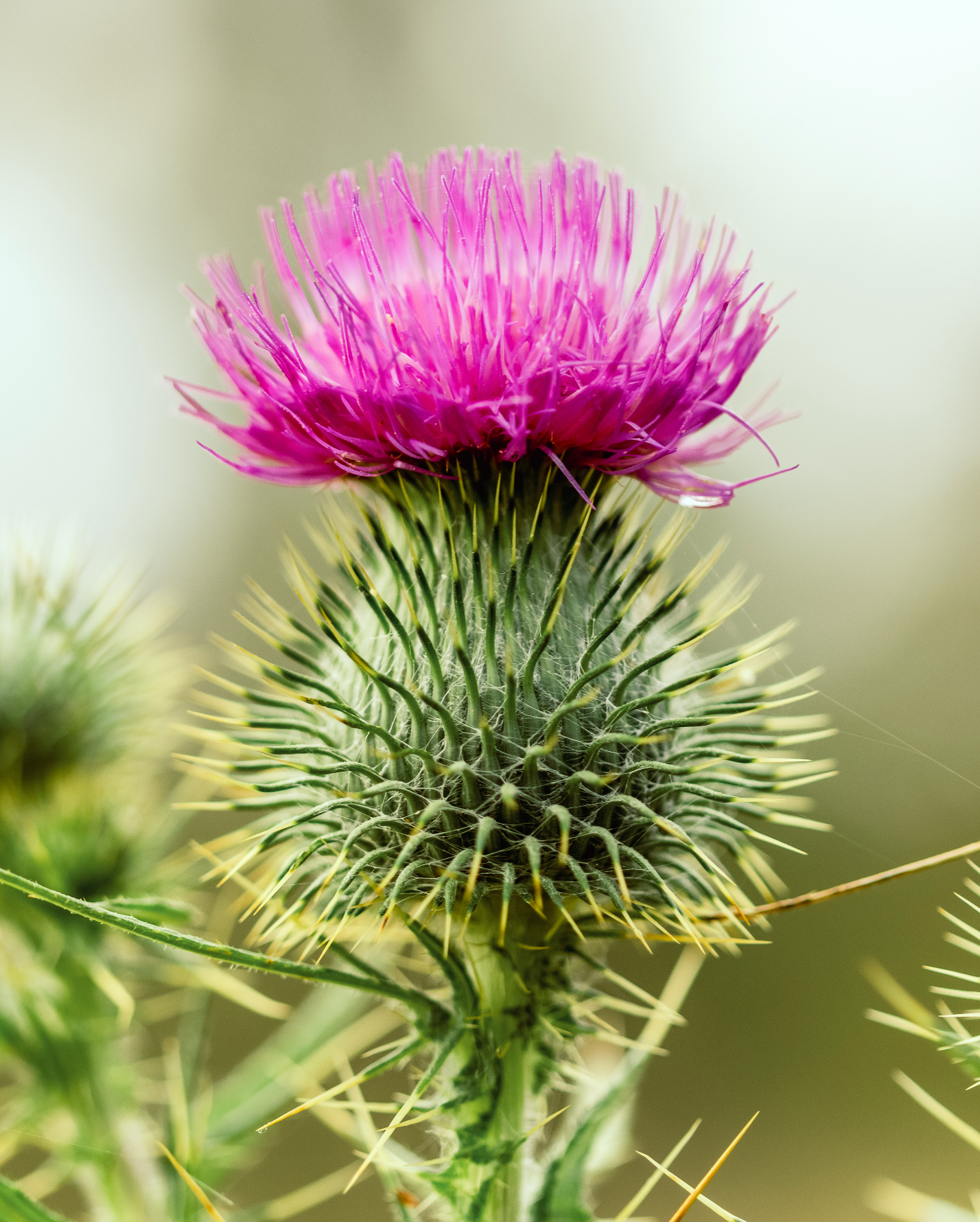 Nature photography spear thistle weed Pink thistle flower blooming with spiky green base against soft blurred background.