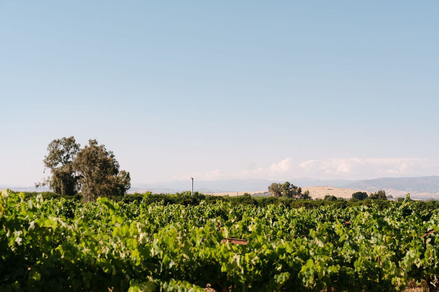 Lush green vineyard rows with a large tree and snow-capped mountains under a clear blue sky.