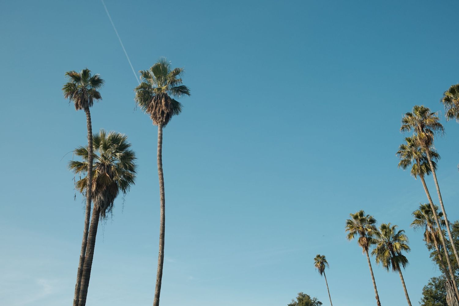 Tall palm trees stand against a bright blue sky in Southern California on a clear sunny day.