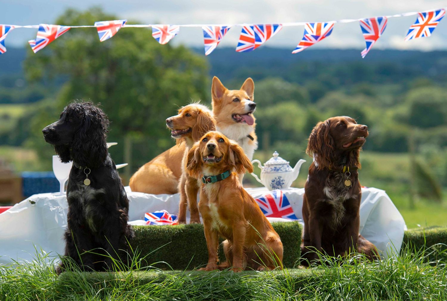 Group of dogs sitting together on grass with British flag bunting decorations overhead. London Event Photographer