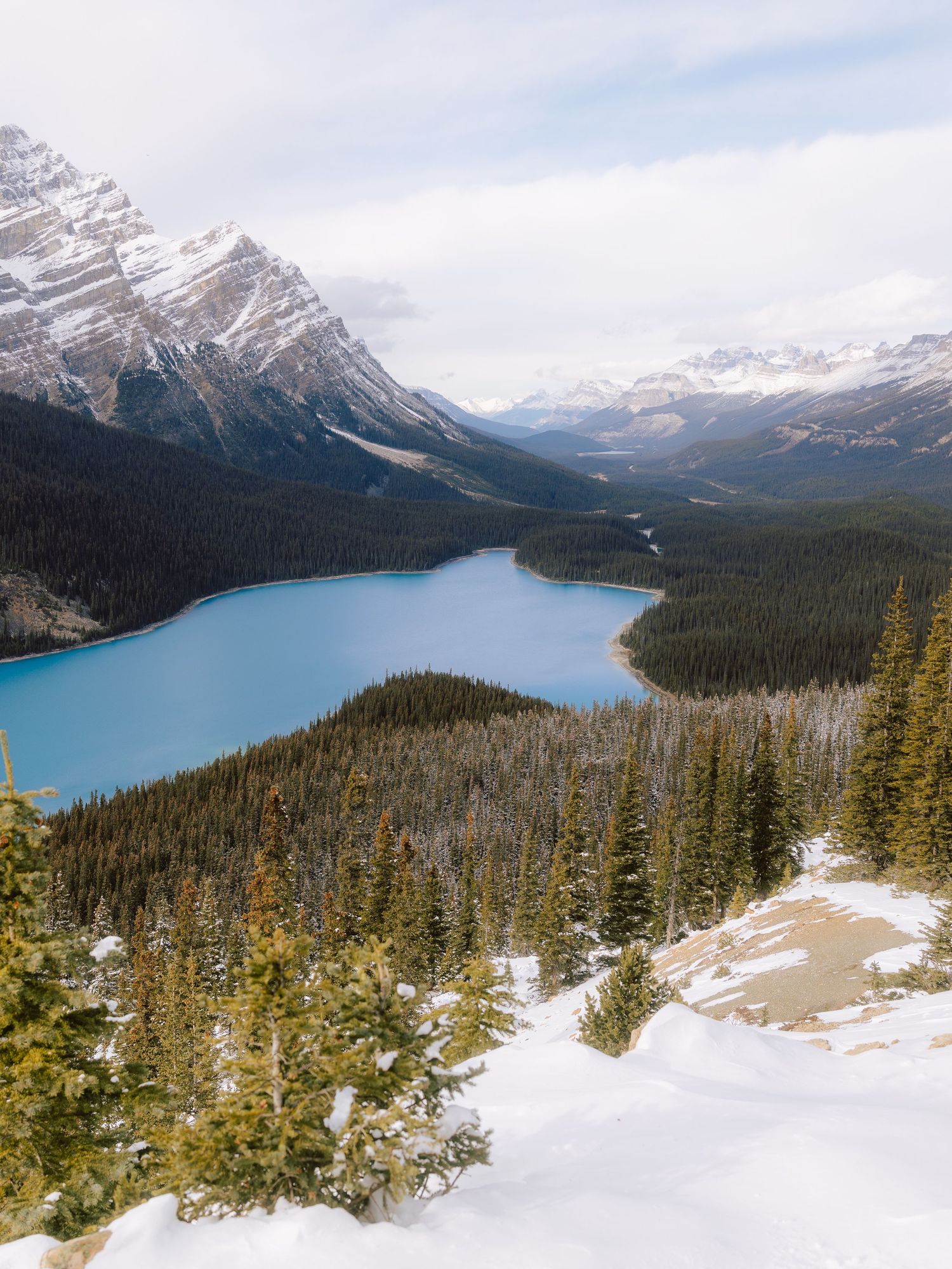 Aerial winter view of turquoise Peyto Lake surrounded by snow-dusted pine forests and Rocky Mountains.
