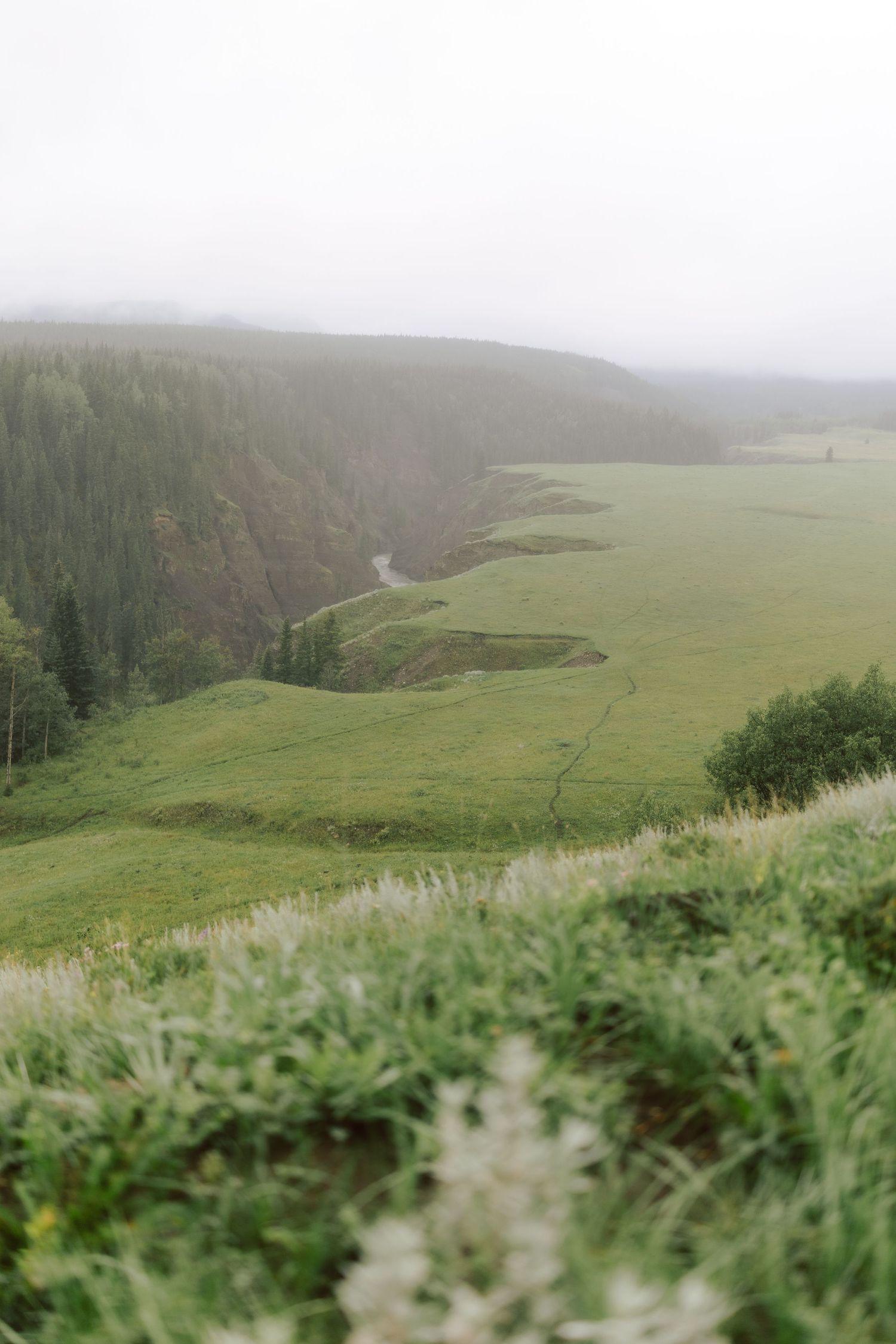 Aerial view of a misty green valley with a winding river, dense forest cliffs, and wildflowers in the foreground.