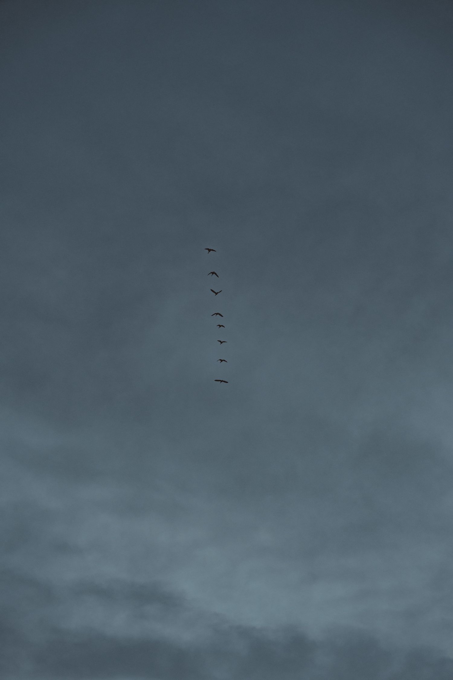 A flock of birds flying in a vertical line against a moody, overcast gray sky.