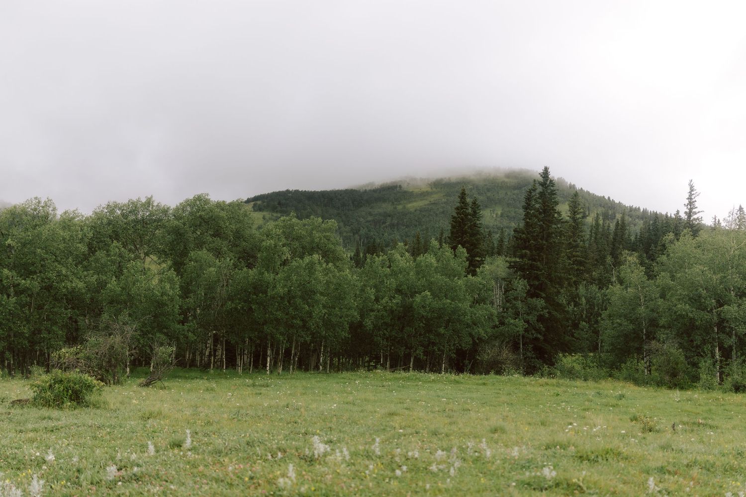 Misty mountain landscape with dense green forest of aspens and pines beneath low overcast clouds.