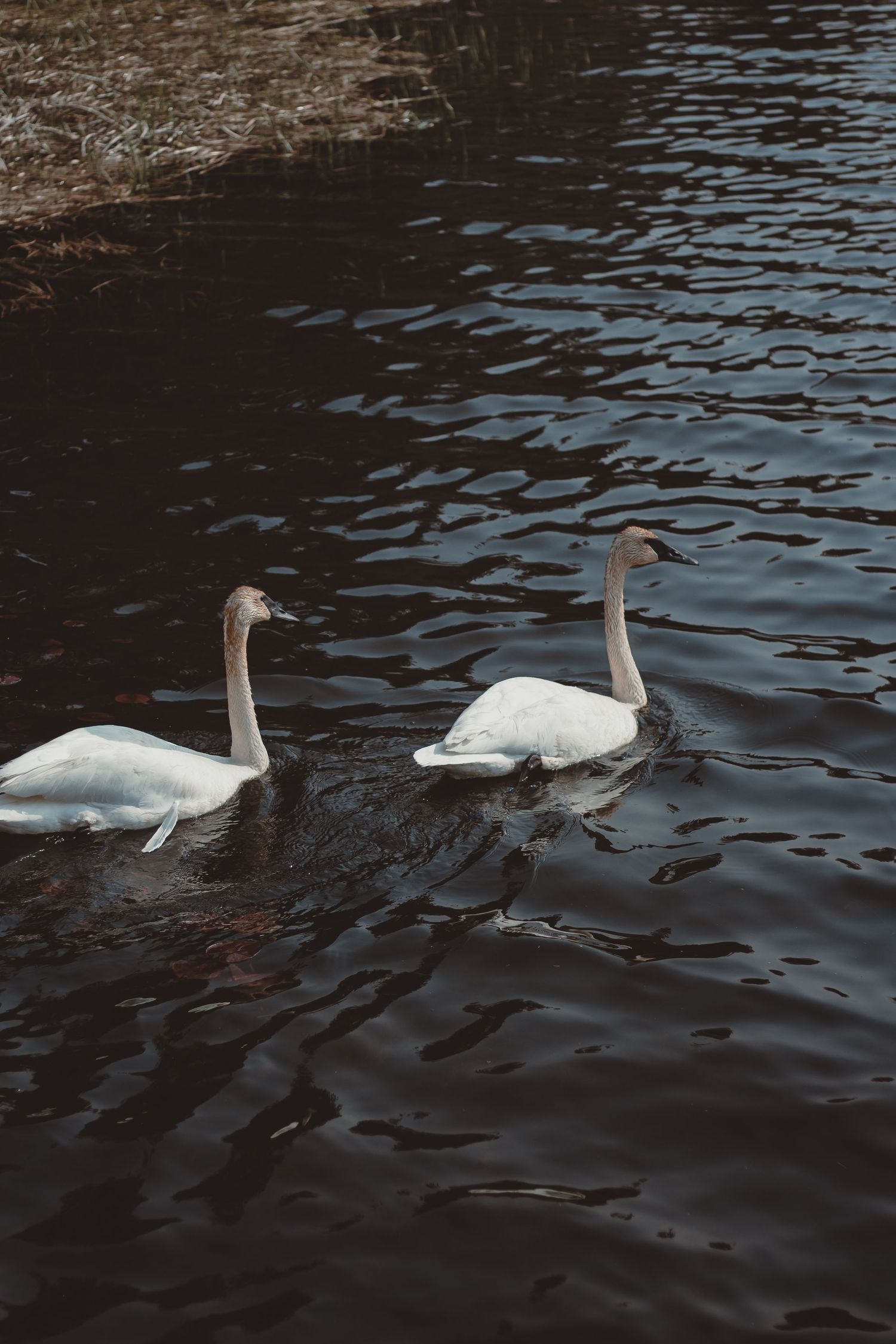 Two white swans gliding gracefully on dark rippling water in a moody nature photograph.