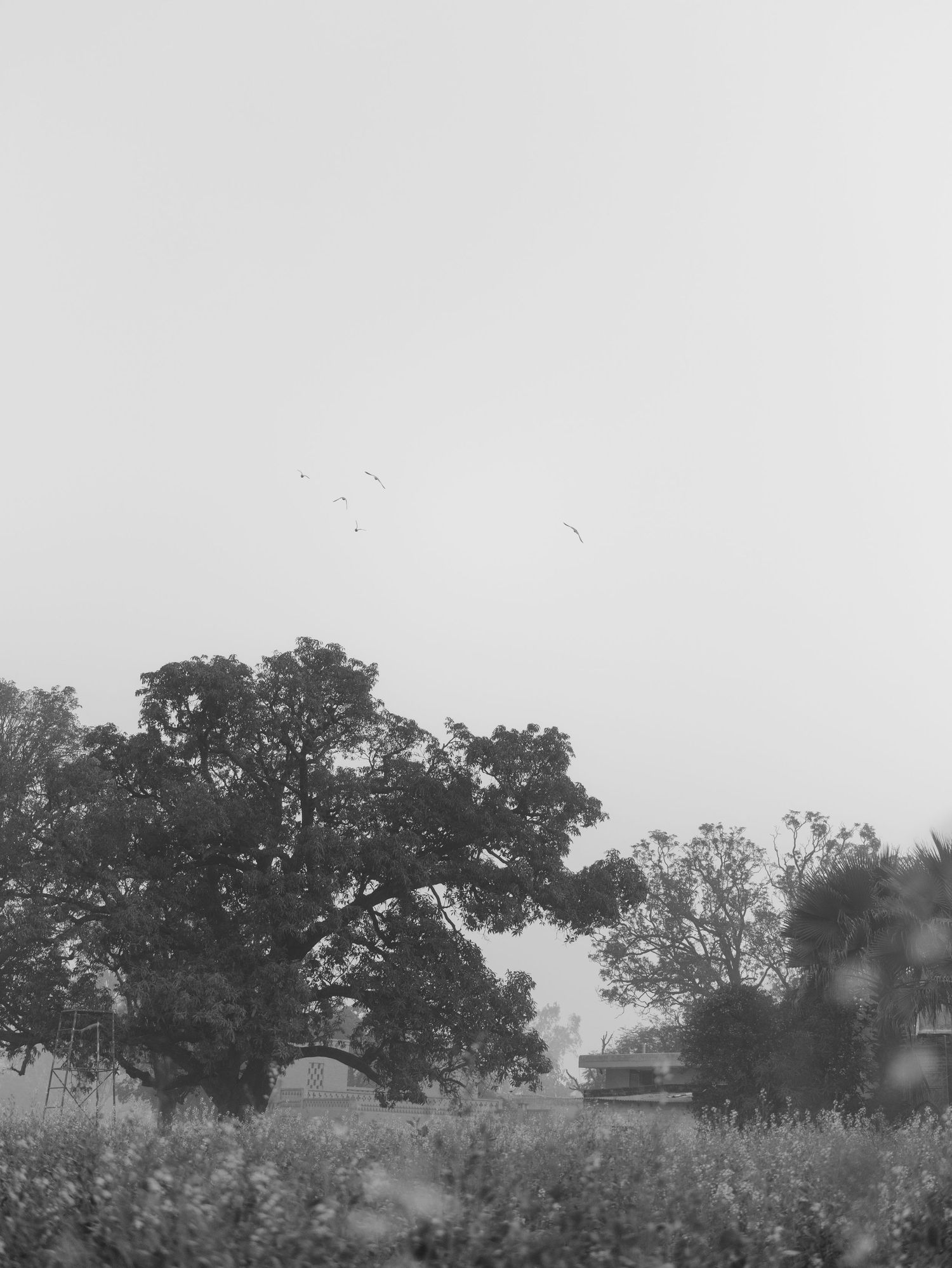 Moody black and white rural landscape with large tree, misty sky, and birds flying overhead.