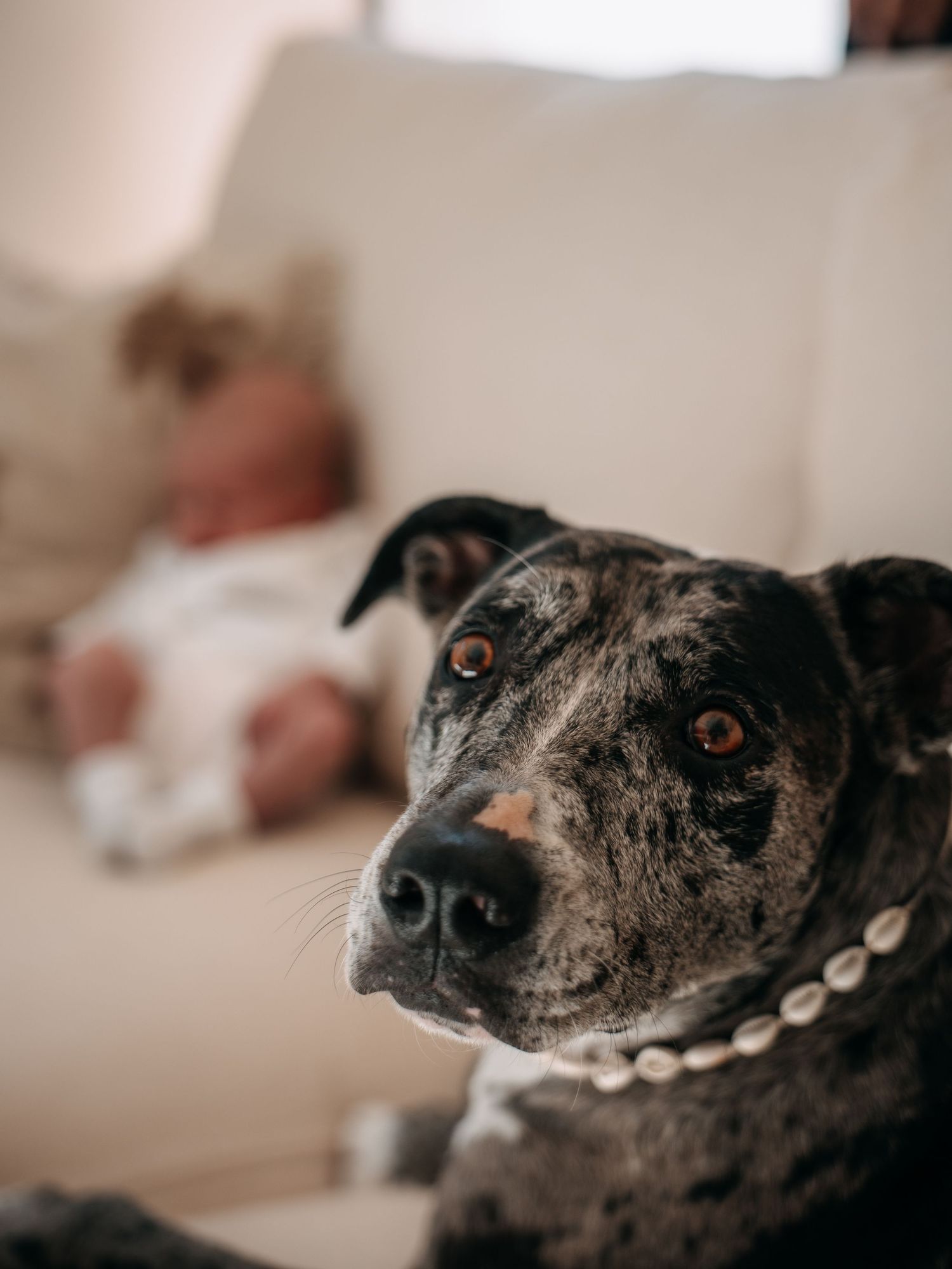 A brindle dog with amber eyes and pearl collar sits alert on a couch near a sleeping baby in the background.
