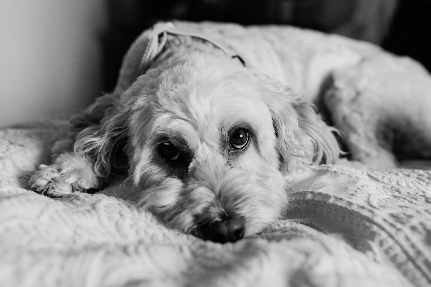 At Home Newborn and pet photography Swadlincote