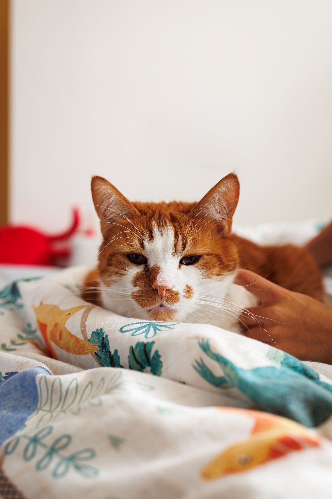 An orange and white cat resting comfortably on a colorful patterned blanket being petted by hand.