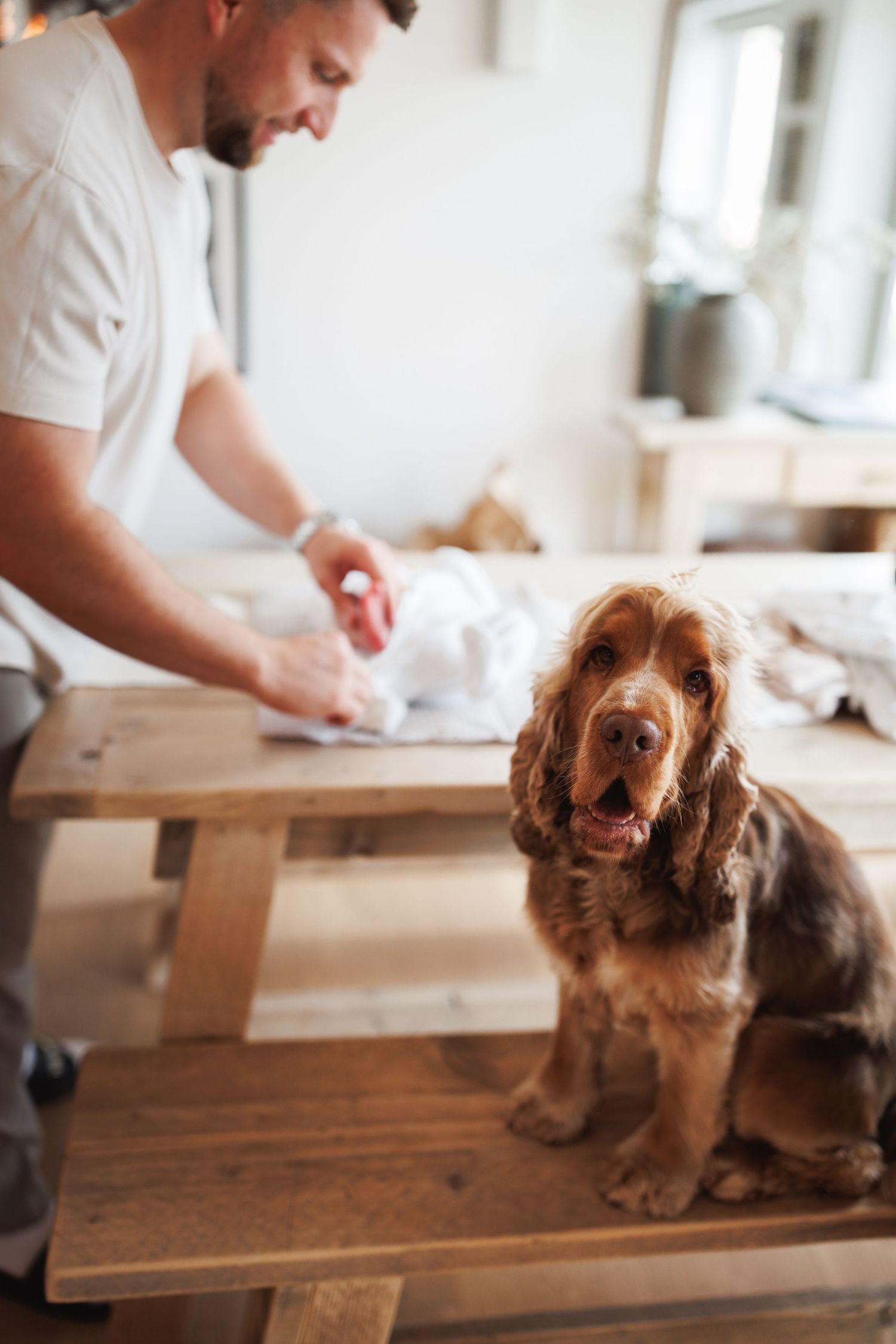 A brown cocker spaniel sits attentively on a wooden bench while a smiling man folds white linens on a rustic table behind it.