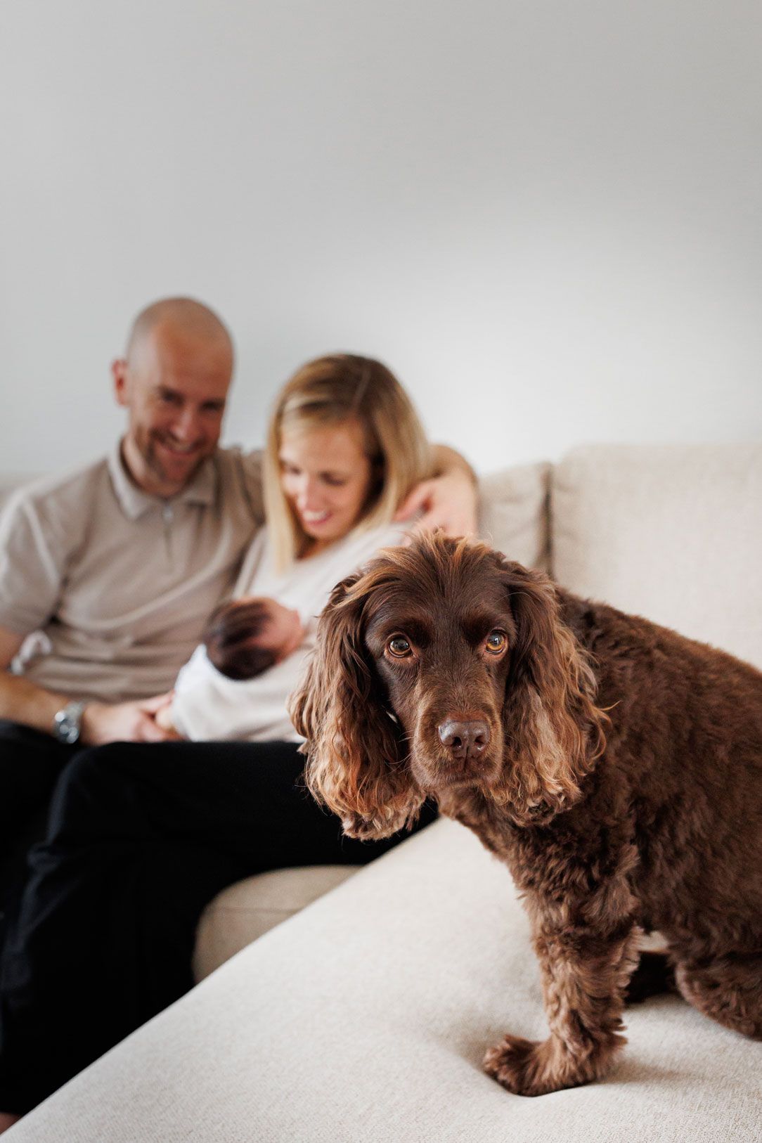 Family dog in focus while parents cuddle their newborn baby in the background during an at-home newborn photography session.