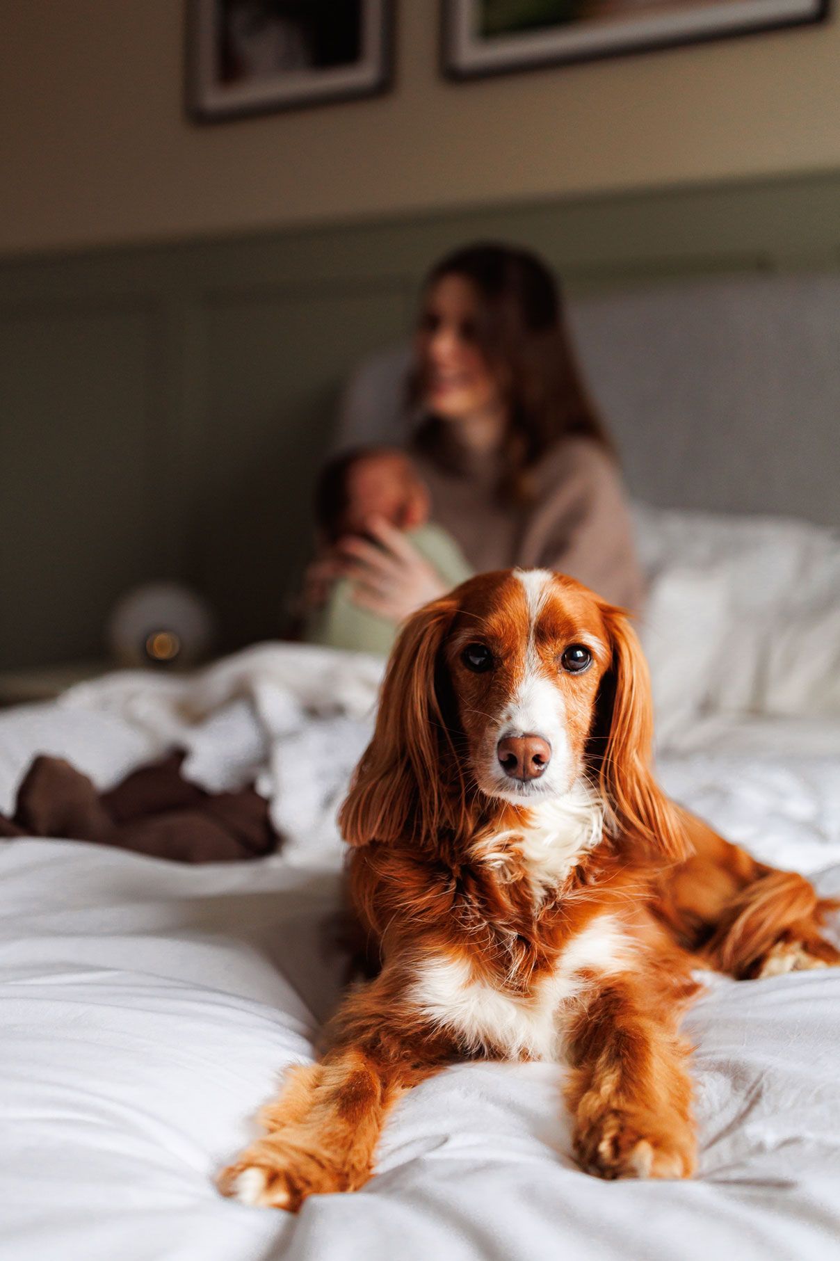 Golden cocker spaniel lying on bed with mother holding newborn baby in background.