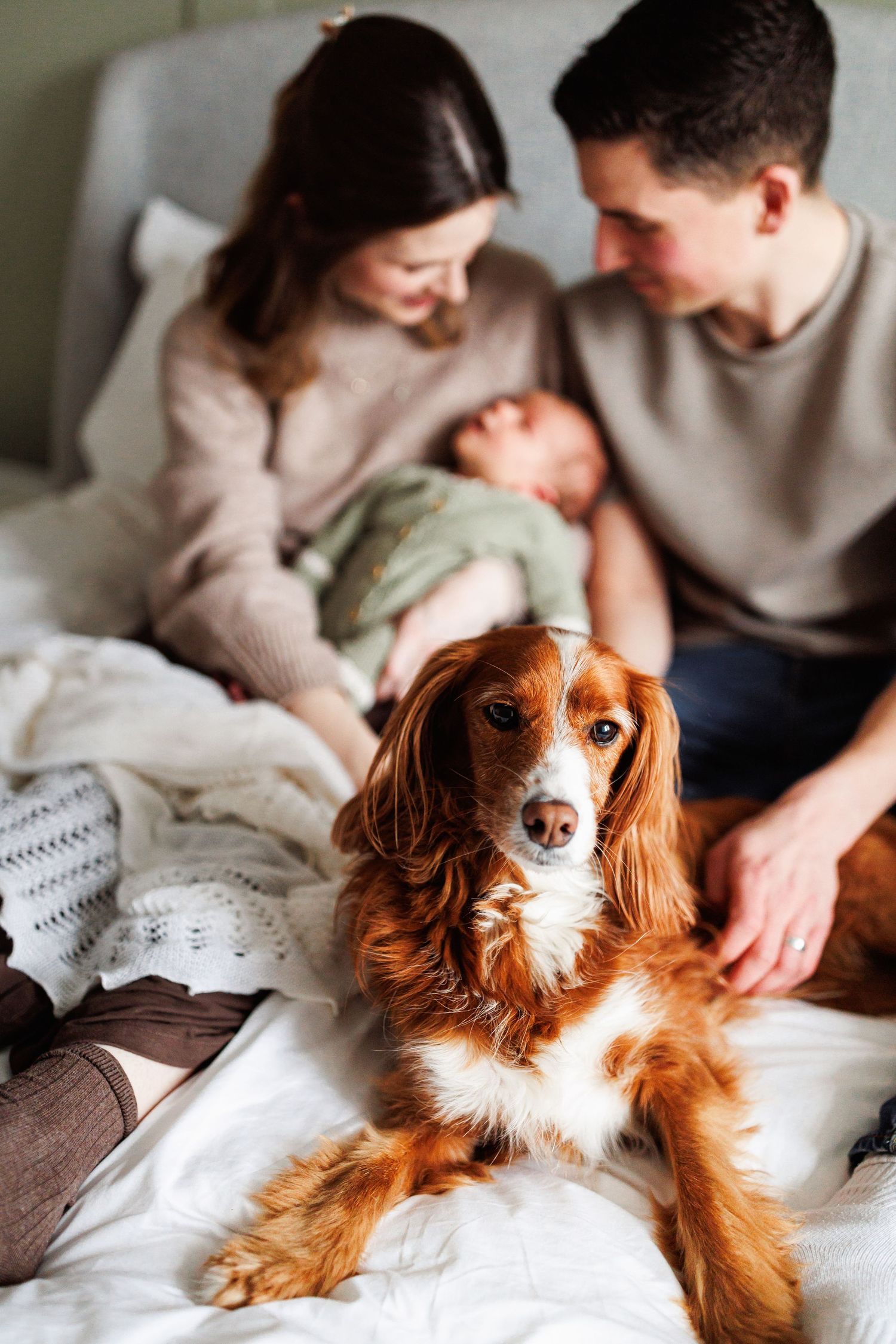 A golden Cocker Spaniel rests on a bed in front of parents lovingly gazing at their newborn baby.
