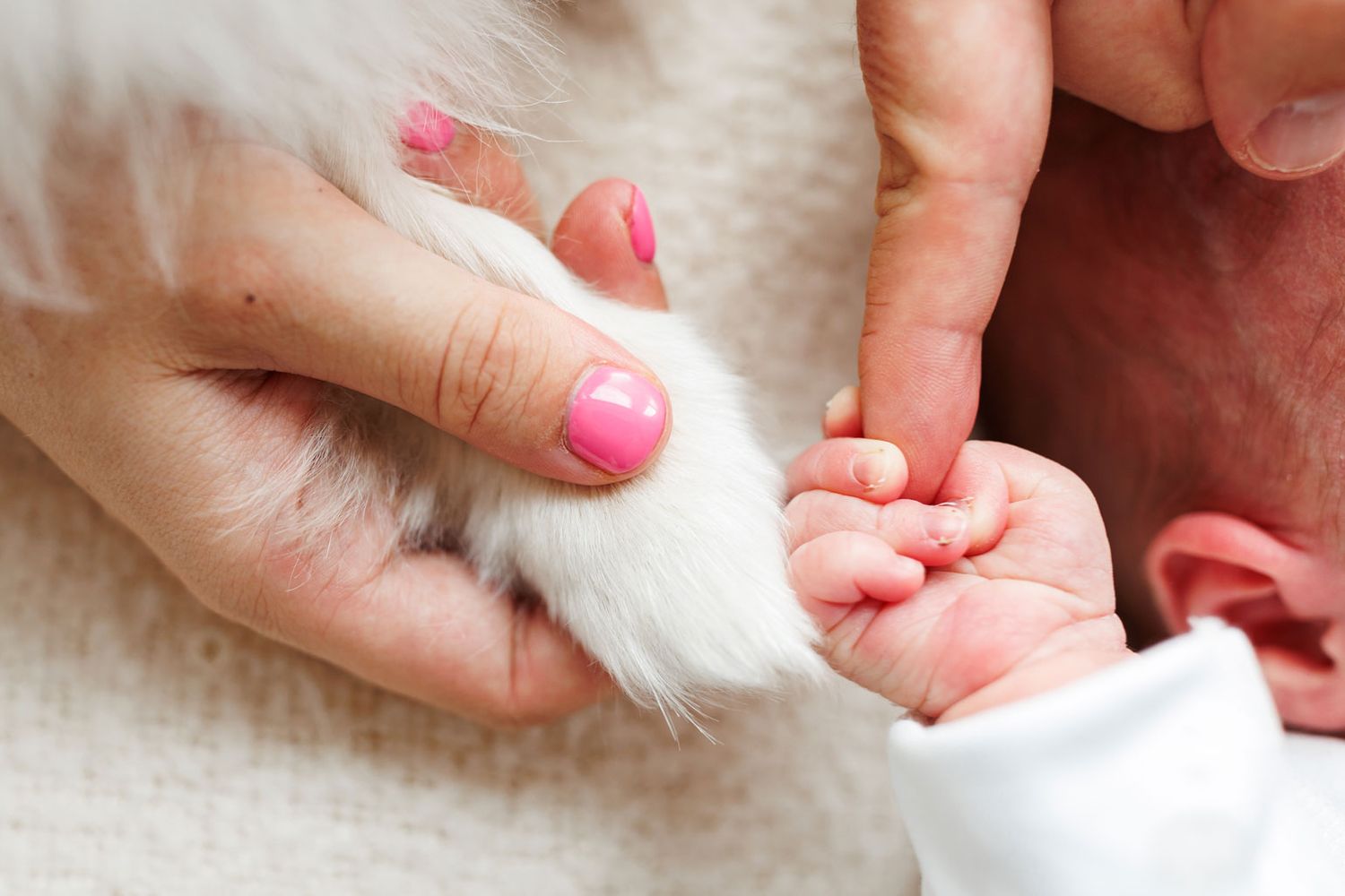 A dog's white paw and baby's tiny hand held together by a mother with pink nails.