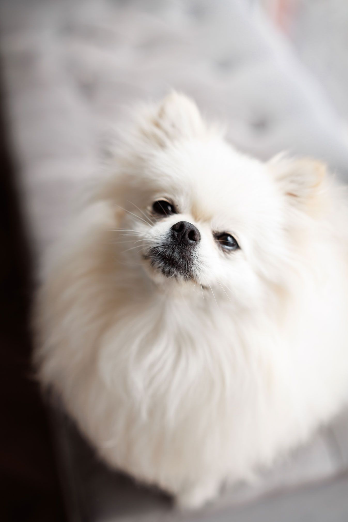 Close-up portrait of an adorable fluffy white Pomeranian dog looking up at the camera.