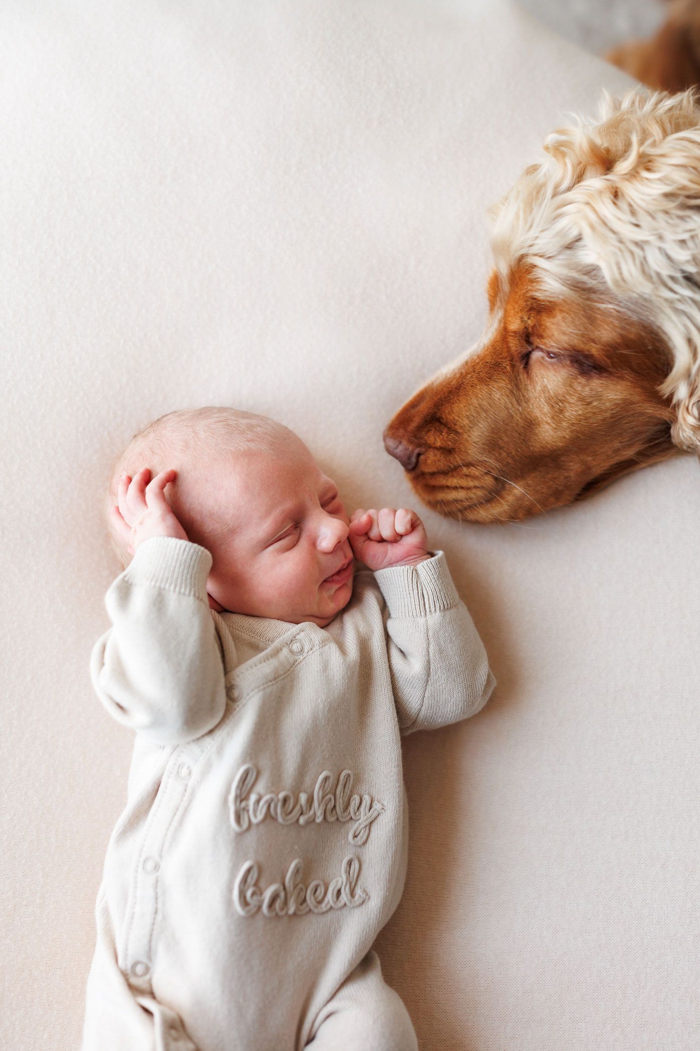 Newborn baby in a cream knit outfit sleeps beside a golden-brown spaniel dog gently resting its nose near the baby's face.