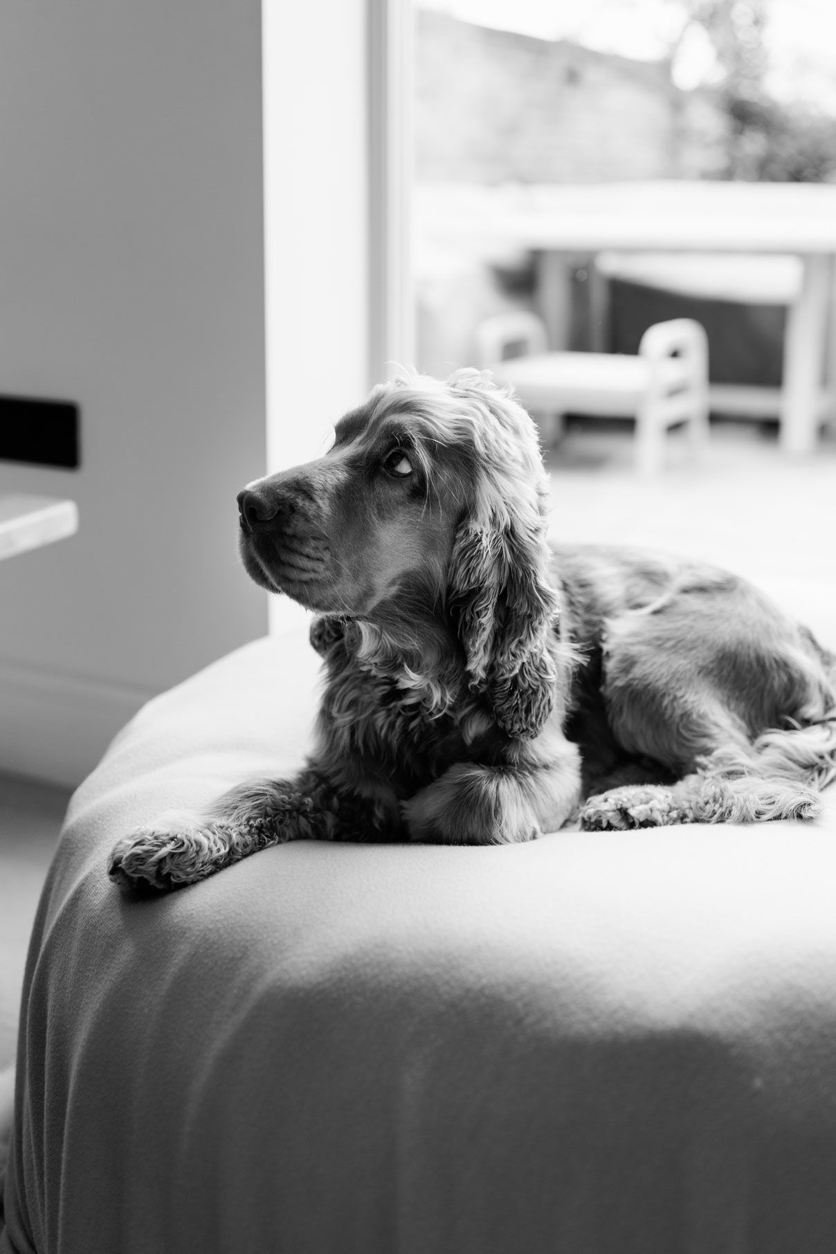 Black and white photo of a cocker spaniel resting on a large cushion beside a sunlit window, gazing off into the distance.