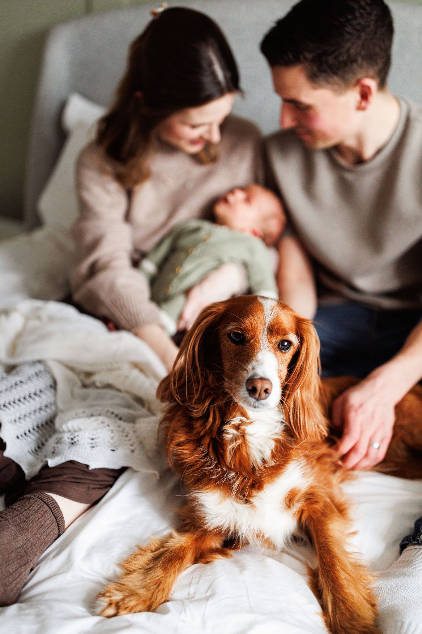 A golden Cocker Spaniel poses on a bed while new parents hold their newborn baby in the background.