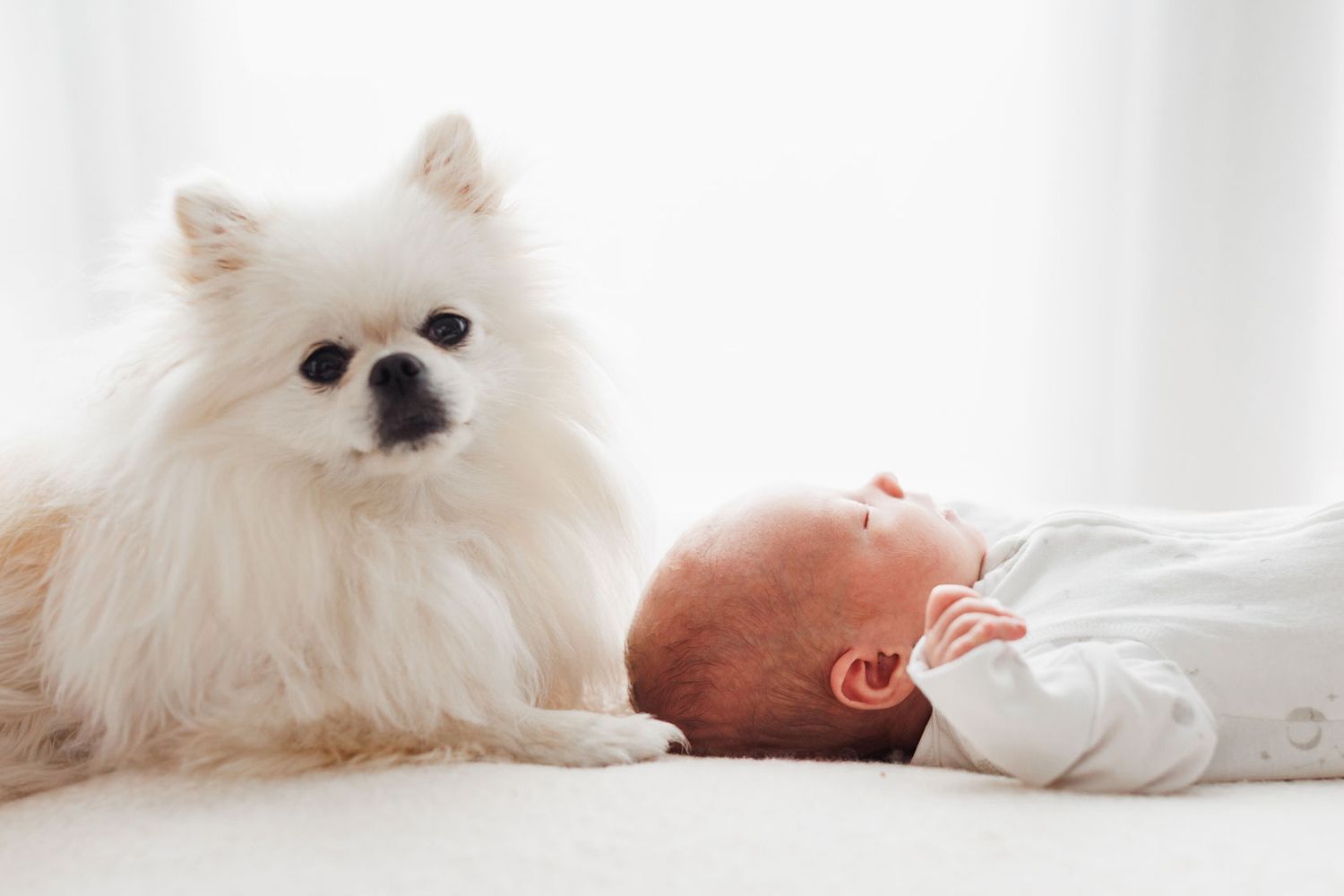 A fluffy white Pomeranian dog sits beside a newborn baby lying on a white surface.