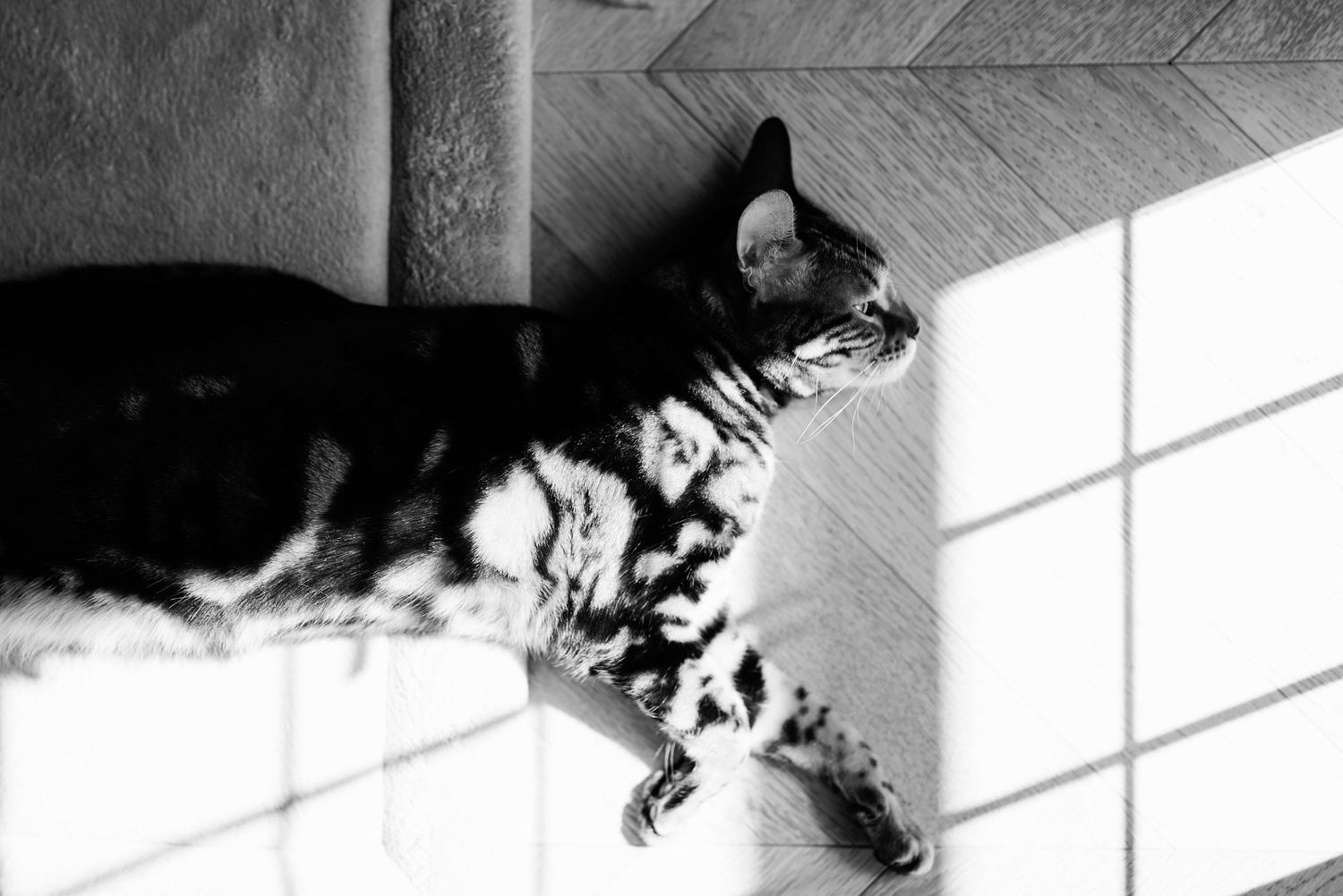 A tabby cat lounges in sunlight on a tiled floor, captured in striking black and white photography.