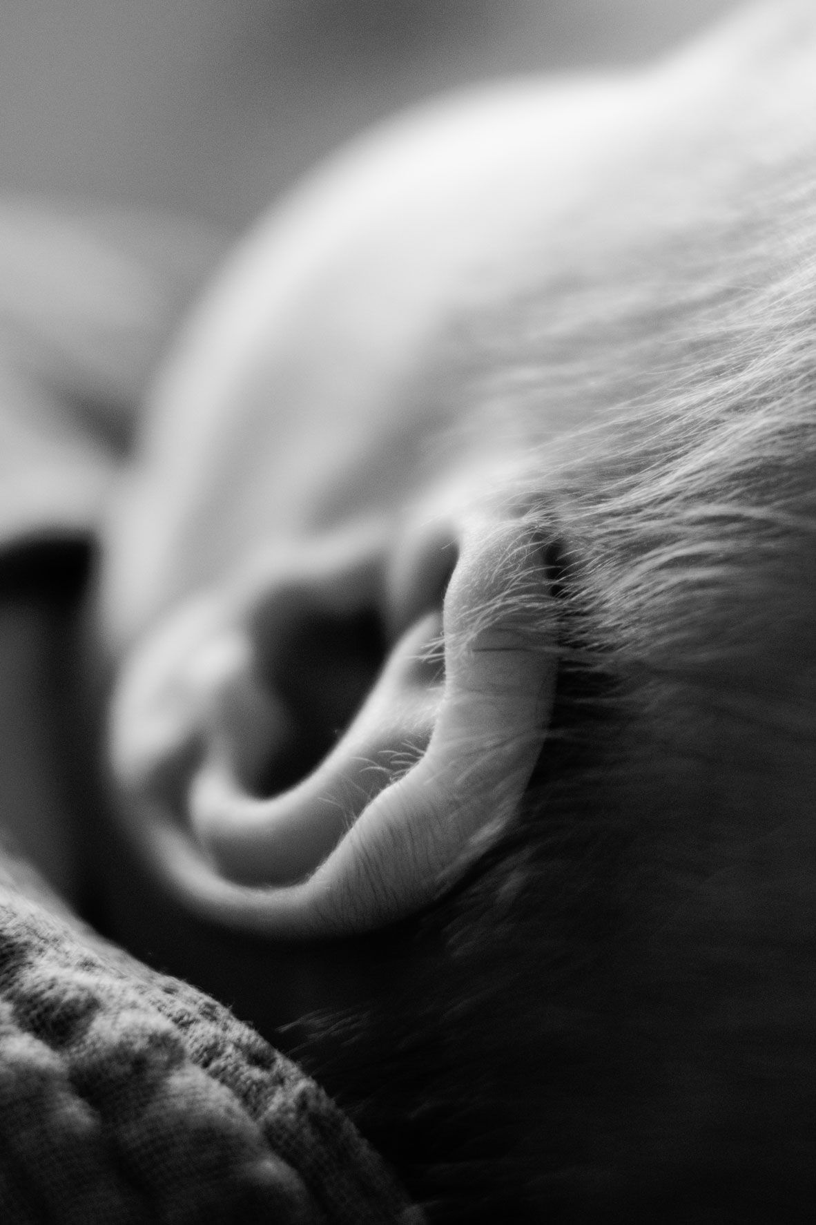 Close-up black and white photo of a newborn baby's ear with soft fine hair, shallow depth of field in their Nottingham Newborn Session