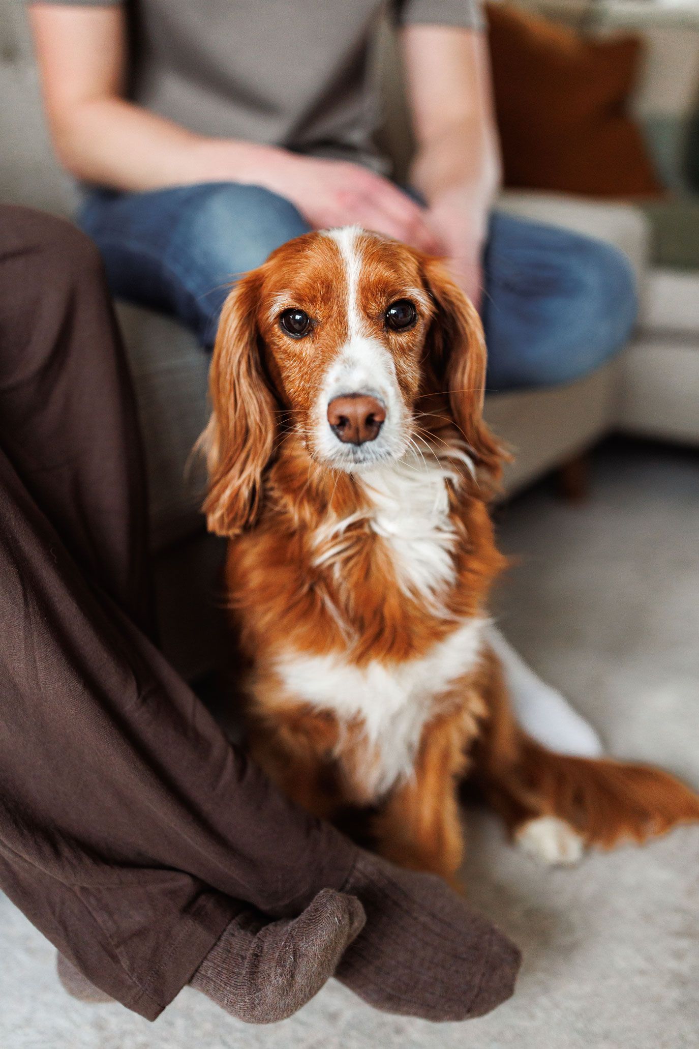 A golden red and white Cocker Spaniel sits on a carpet looking at the camera beside a seated person.