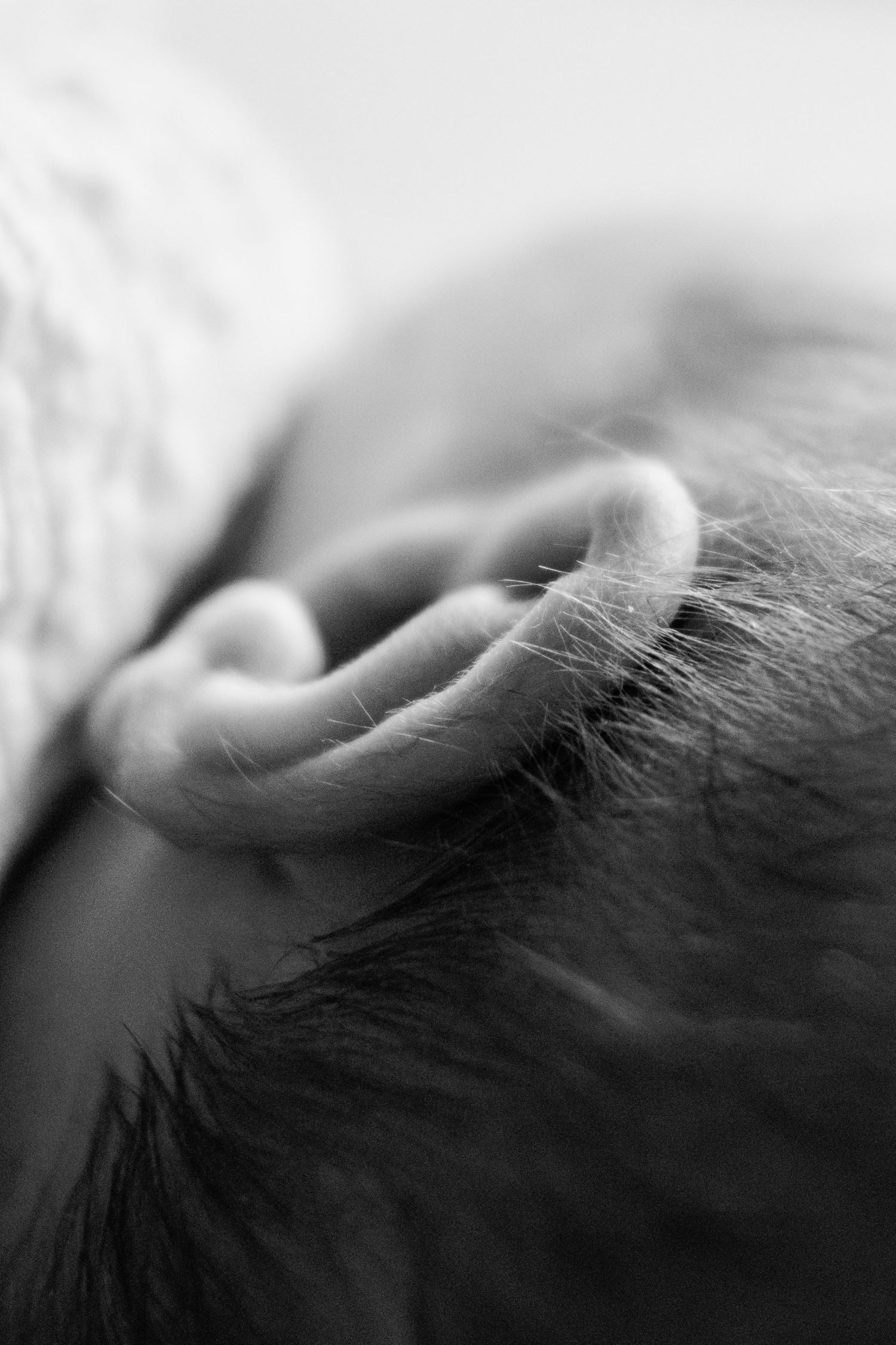 A close-up black and white macro photo of a newborn babys tiny delicate ear and fine hair.