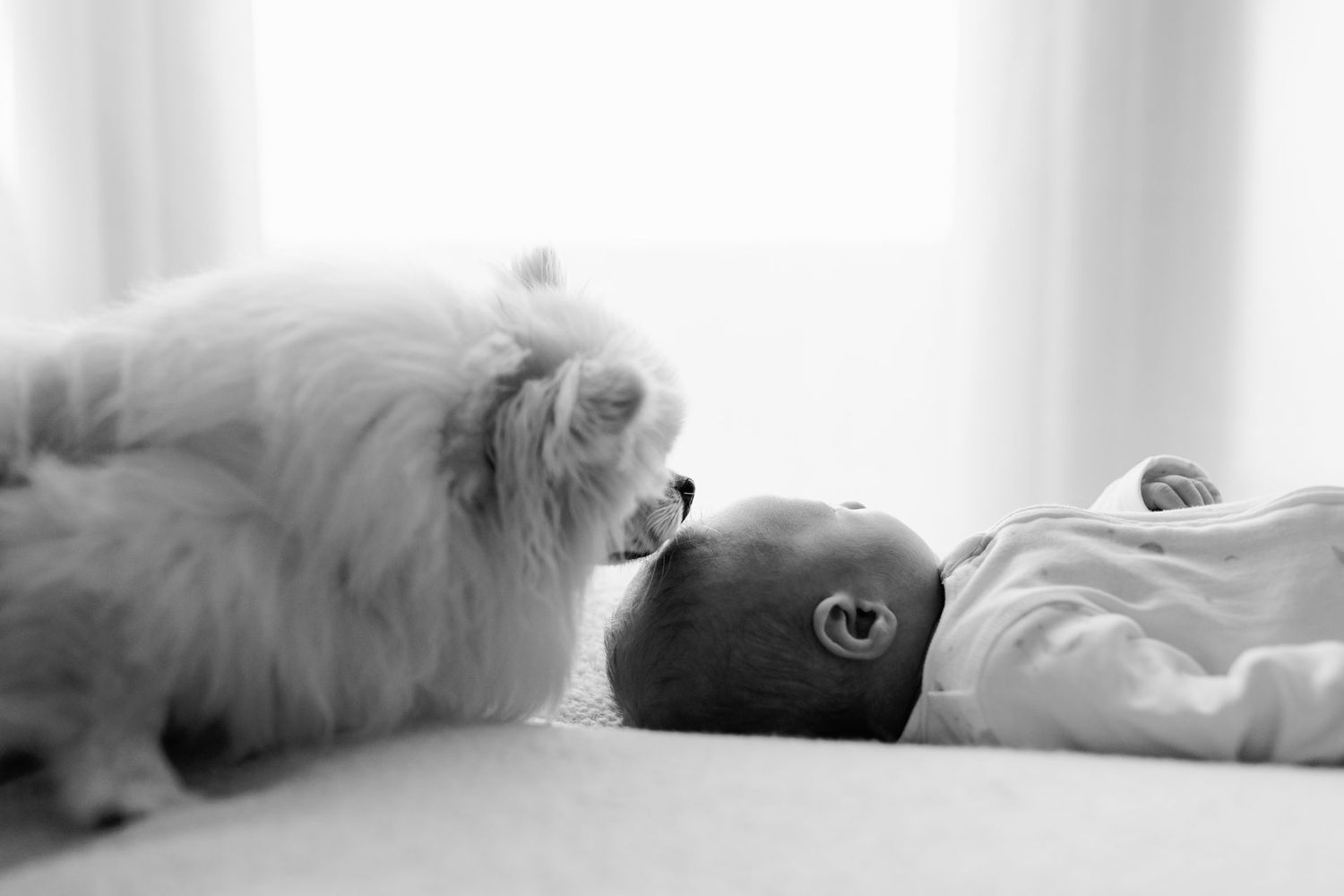 Black and white photo of a fluffy white Pomeranian gently sniffing a newborn baby.