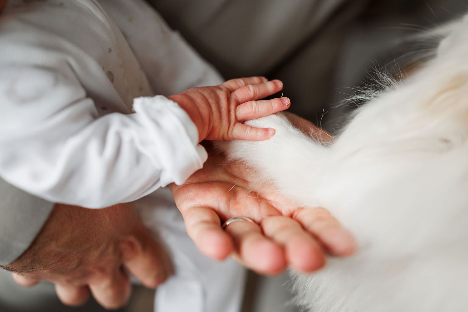 Close-up of a newborn baby's tiny hand resting on a parent's palm beside a fluffy white dog.