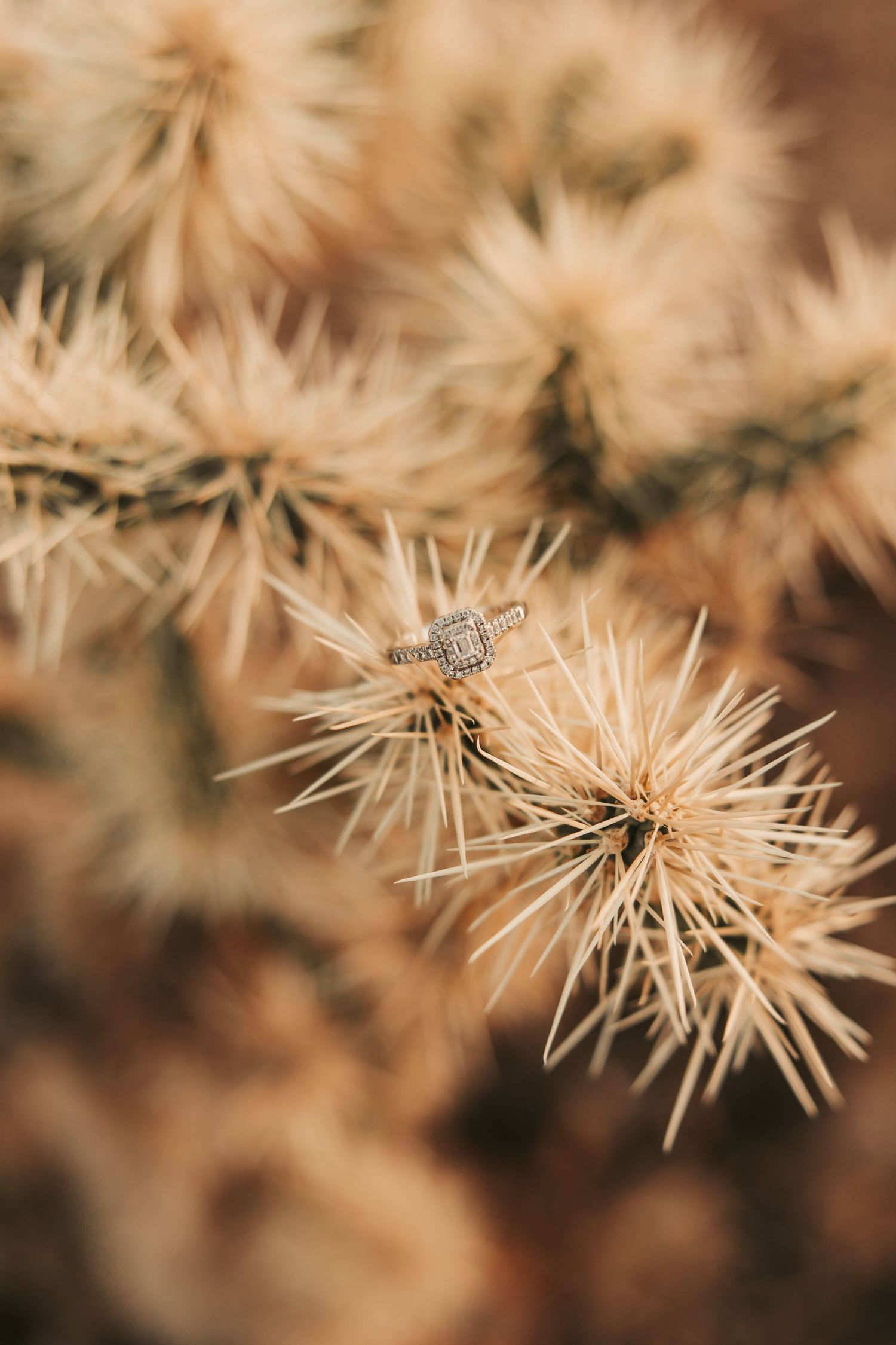 Bride’s wedding ring with sun shining through petals in Arizona desert