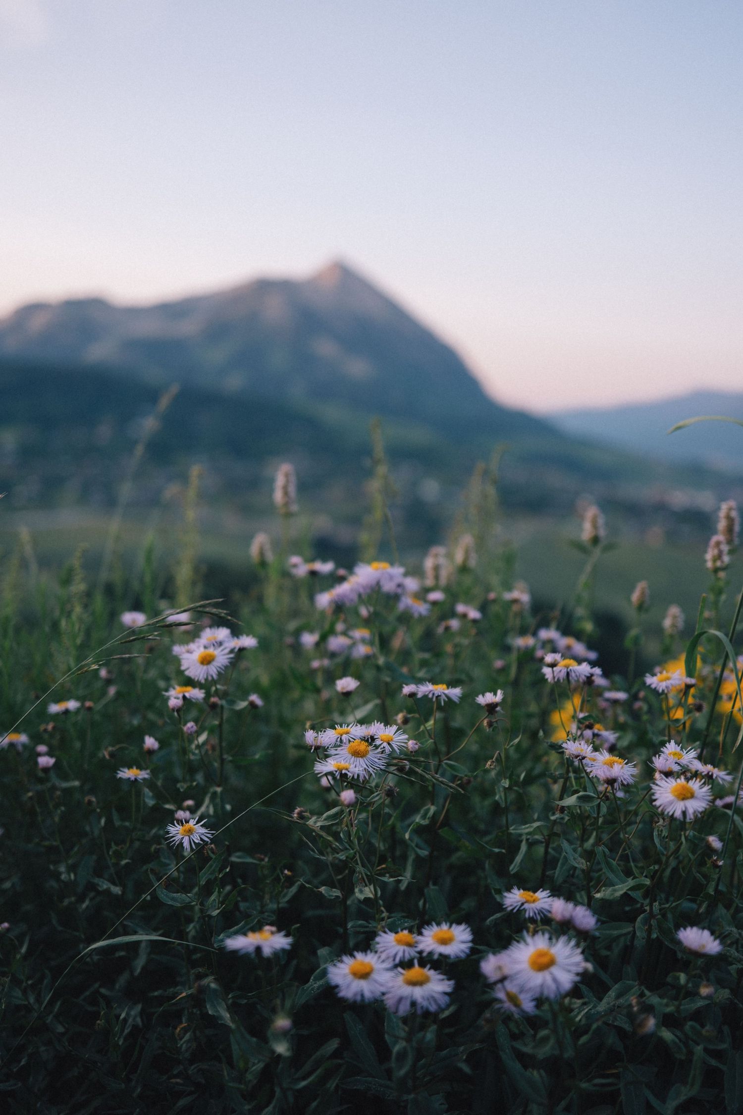 Wild daisies bloom in a mountain meadow with a majestic peak in the background at dusk.