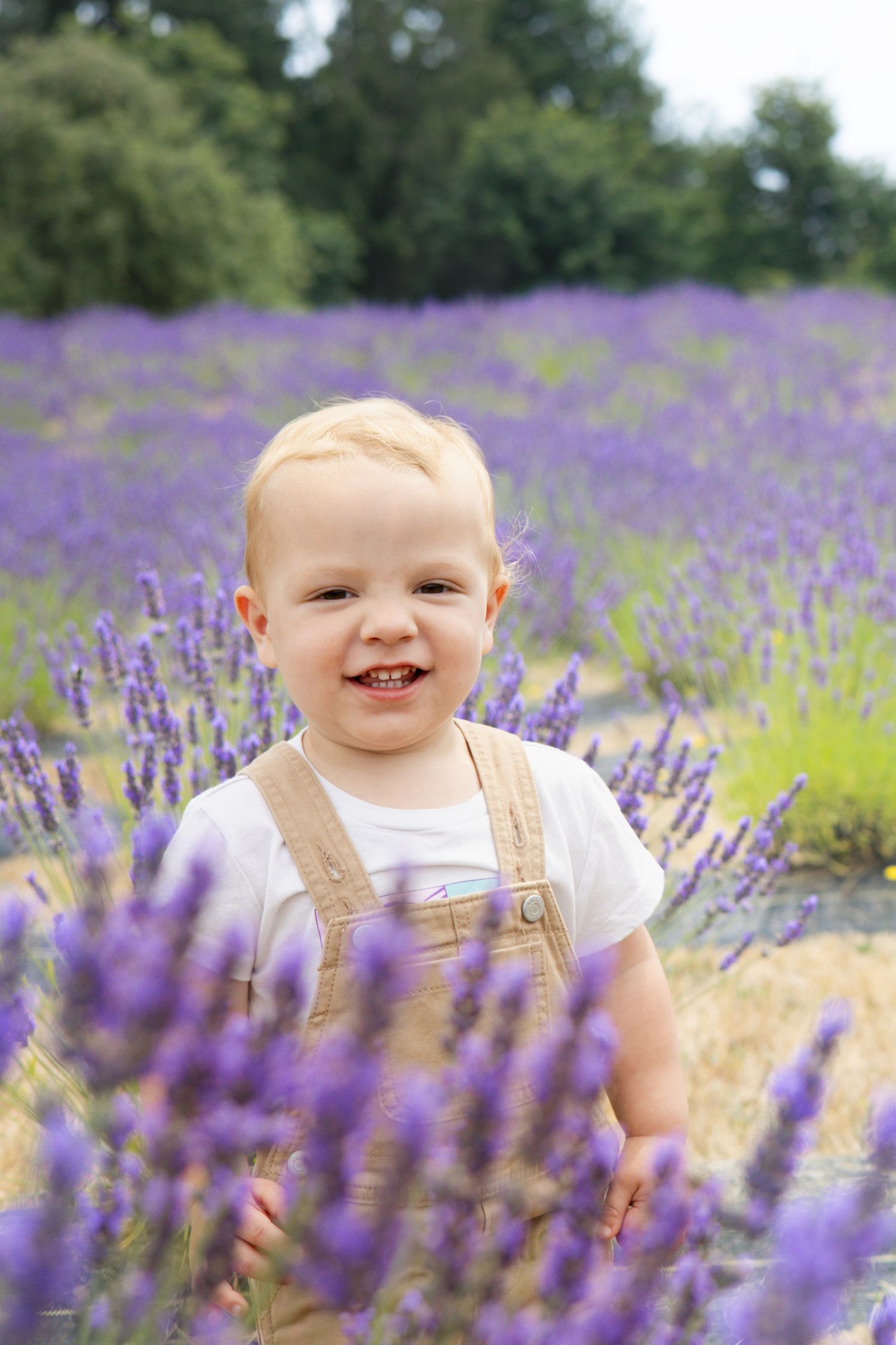 A young child sits among vibrant purple lavender flowers in a summer garden field.