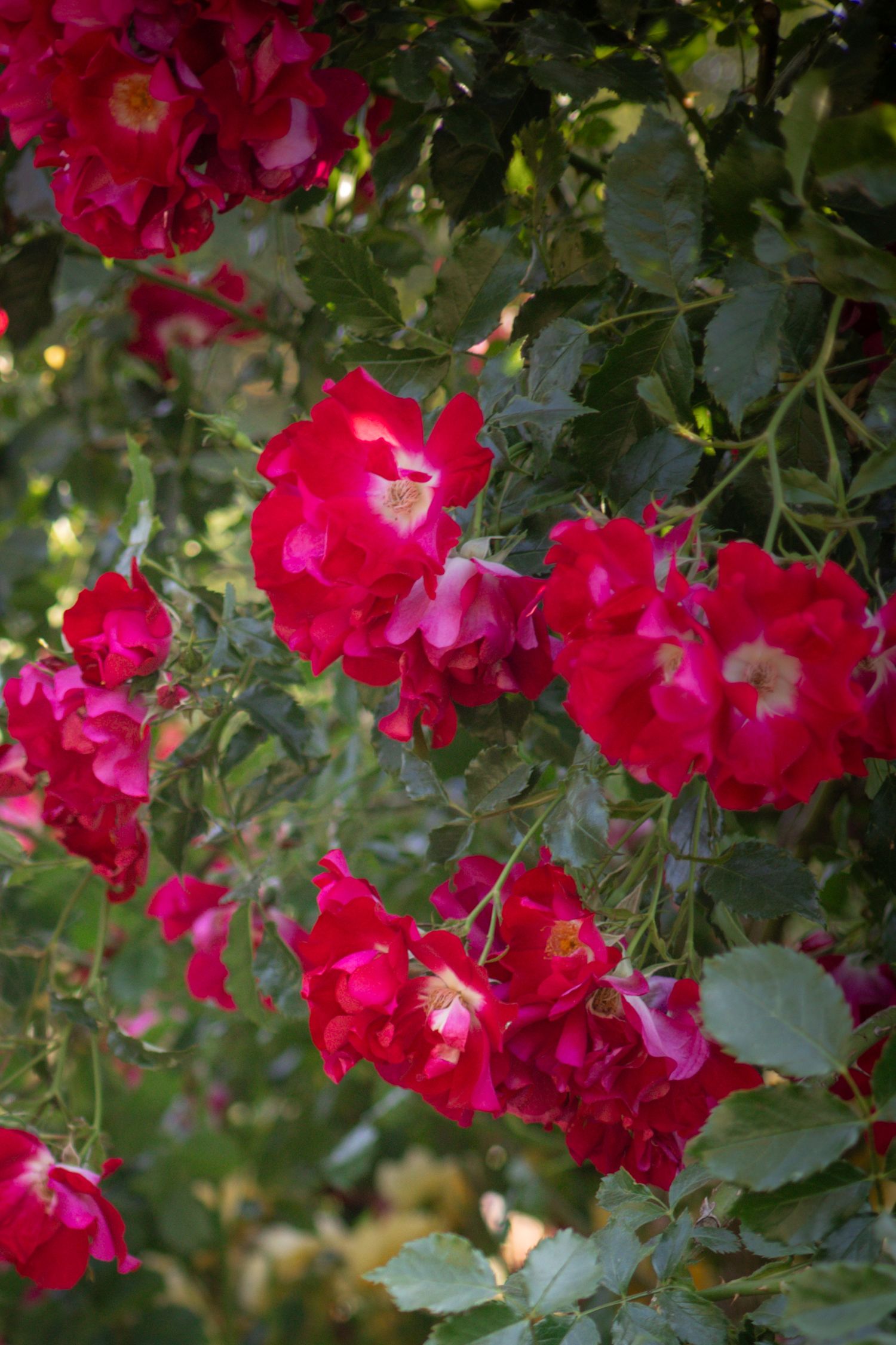 Vibrant red climbing roses blooming on a garden trellis with lush green foliage in natural sunlight.