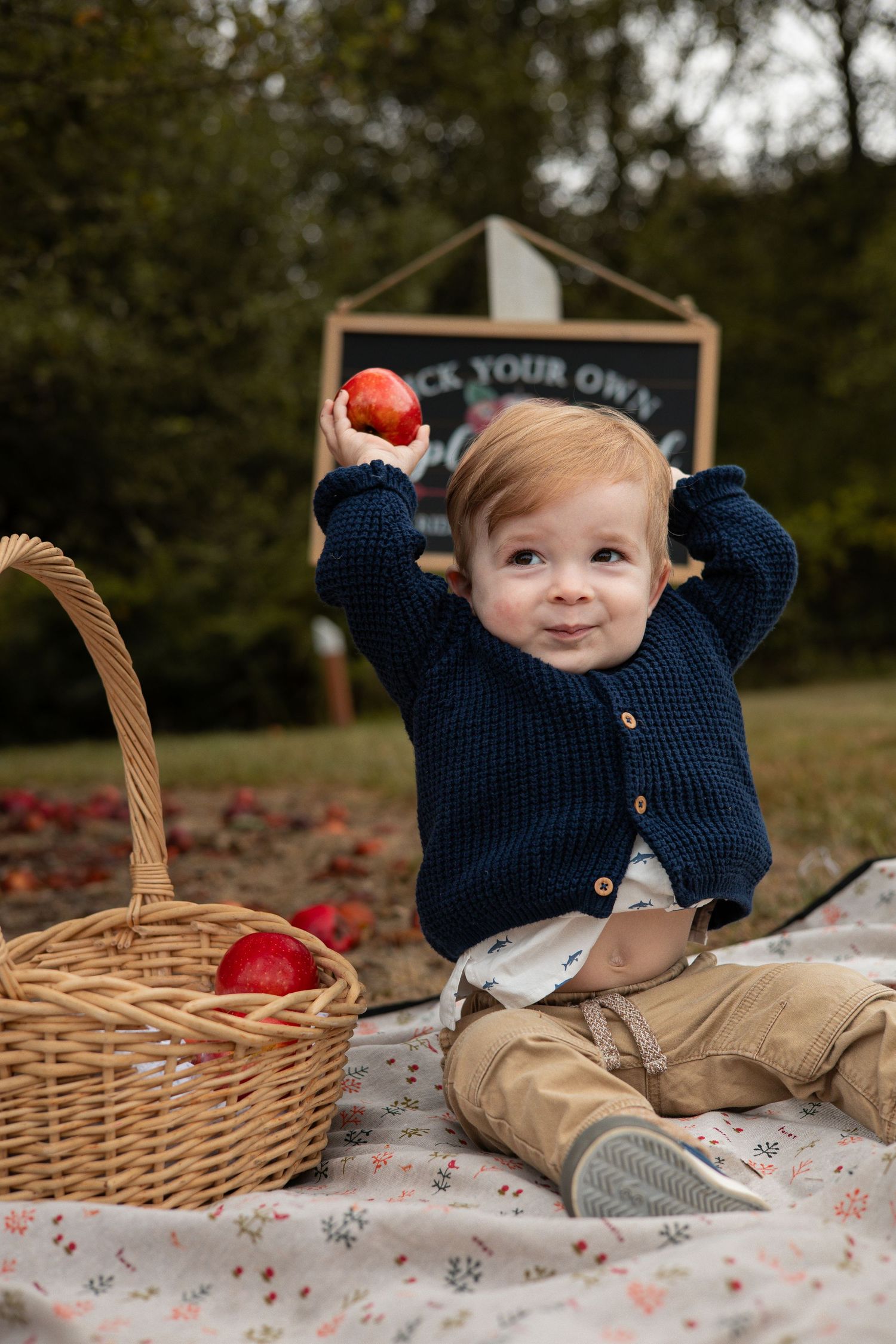 Toddler in navy cardigan holds red apple at pick-your-own orchard, sitting on blanket beside wicker basket of apples.