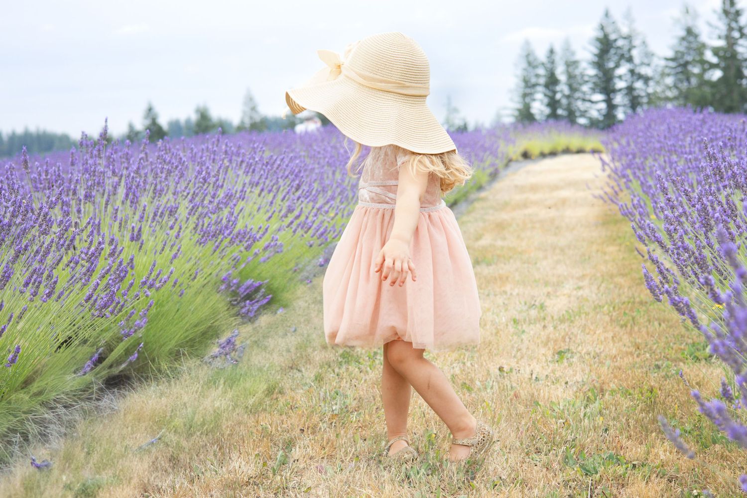 Dreamy shots of flowing dress movement in blooming lavender field.