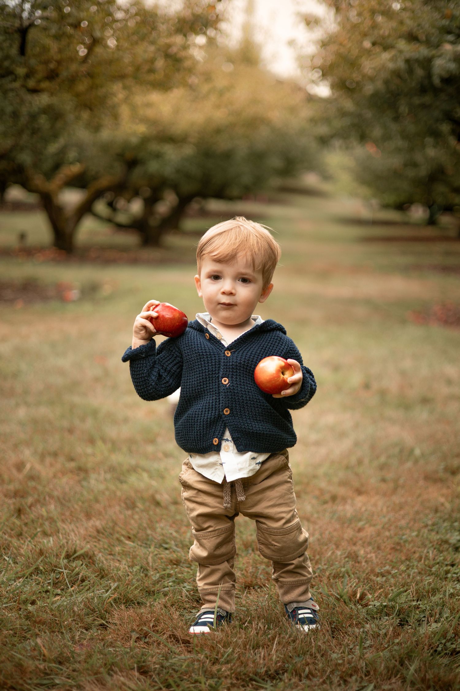 A small child stands in an autumn orchard wearing a navy cardigan and khaki pants while holding red apples.