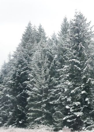 Snow-covered evergreen trees create a dramatic winter forest scene.